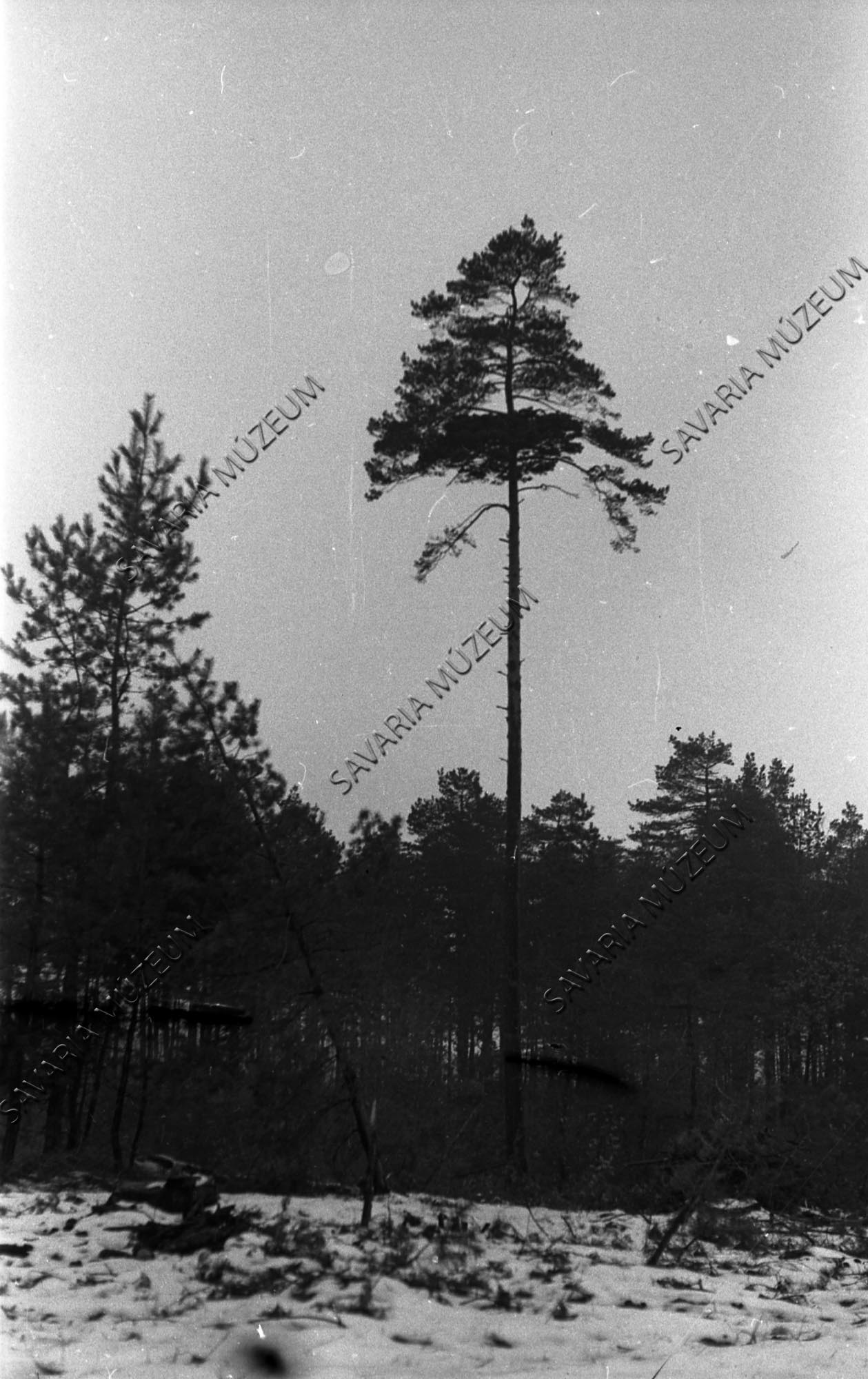 Pinus sylvestris rügymutációval (Savaria Megyei Hatókörű Városi Múzeum, Szombathely CC BY-NC-SA)