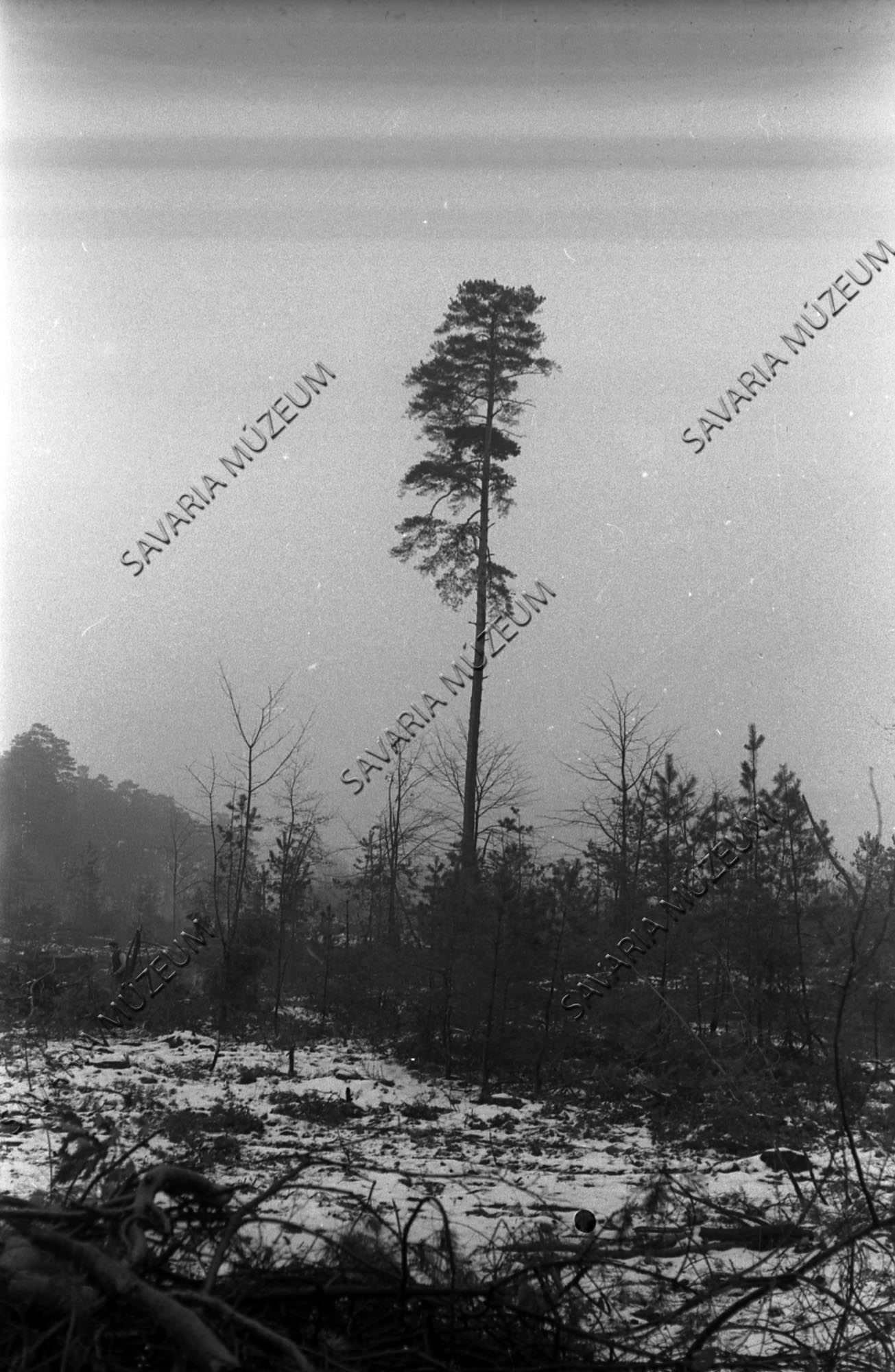 Pinus sylvestris (Savaria Megyei Hatókörű Városi Múzeum, Szombathely CC BY-NC-SA)