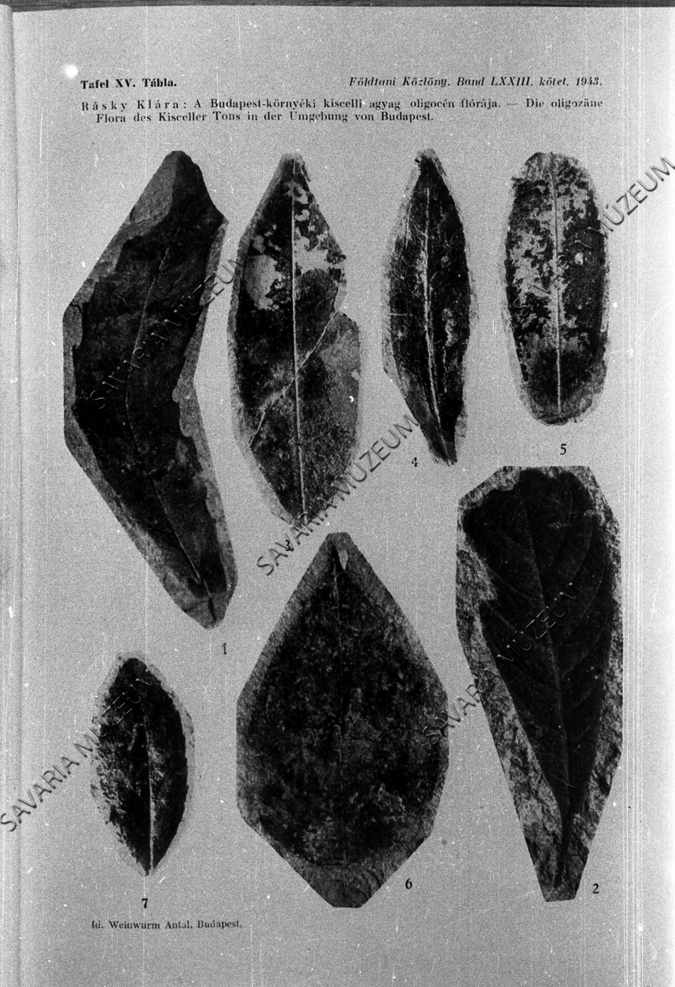 Rásky: Budapest oligocén növényei (Savaria Megyei Hatókörű Városi Múzeum, Szombathely CC BY-NC-SA)