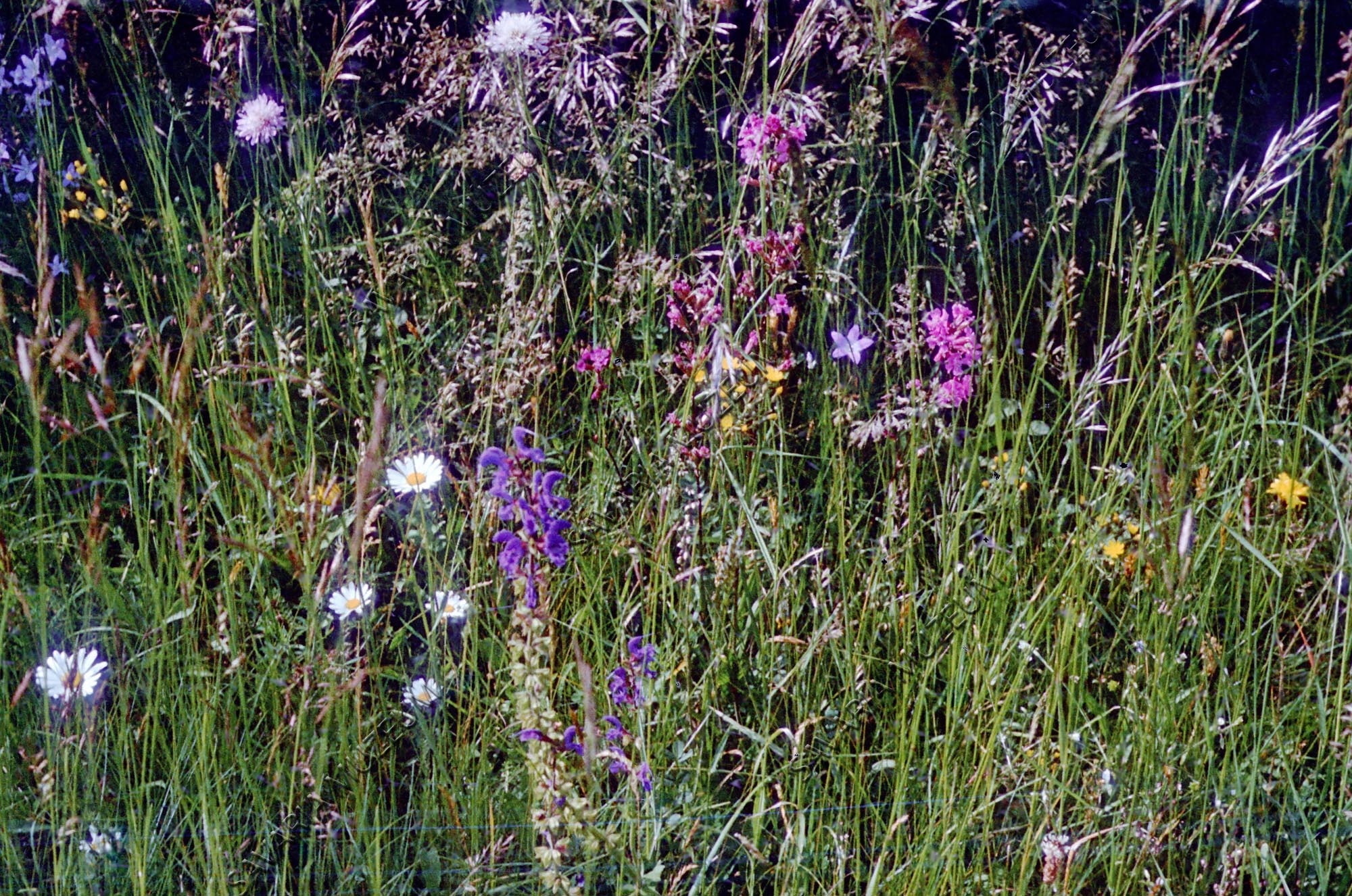 Virágos mező (Savaria Megyei Hatókörű Városi Múzeum, Szombathely CC BY-NC-SA)