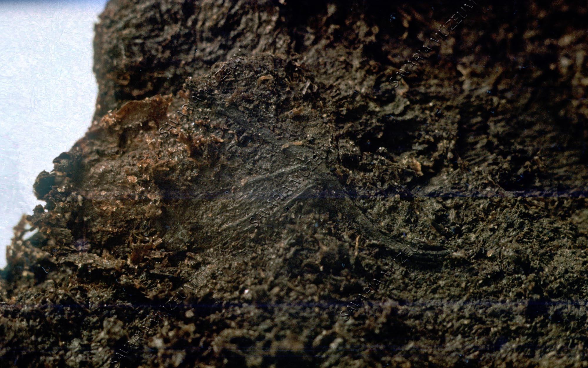 Salix cf. reticulata (Savaria Megyei Hatókörű Városi Múzeum, Szombathely CC BY-NC-SA)