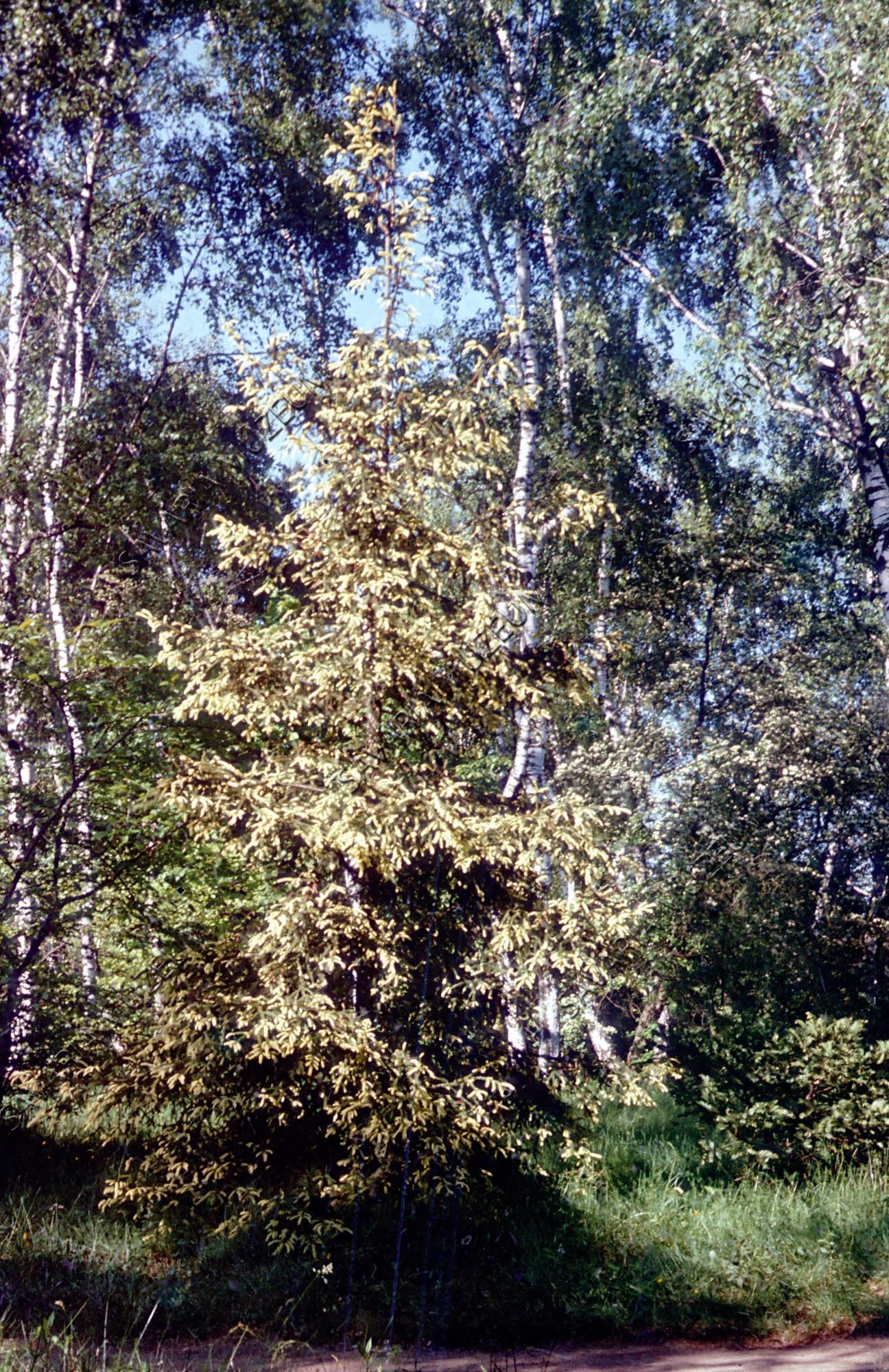 Picea orientalis (Savaria Megyei Hatókörű Városi Múzeum, Szombathely CC BY-NC-SA)
