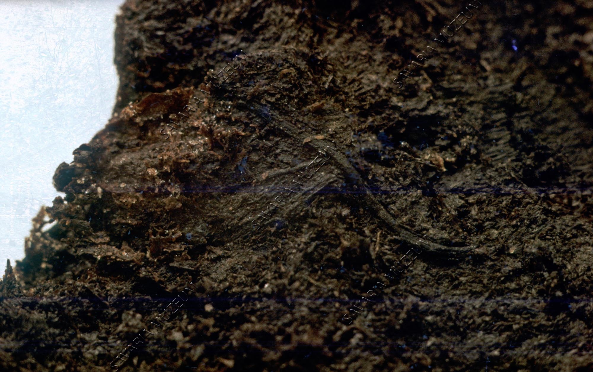 Salix cf. reticulata töredéke az oladi moha-tőzegben (Savaria Megyei Hatókörű Városi Múzeum, Szombathely CC BY-NC-SA)