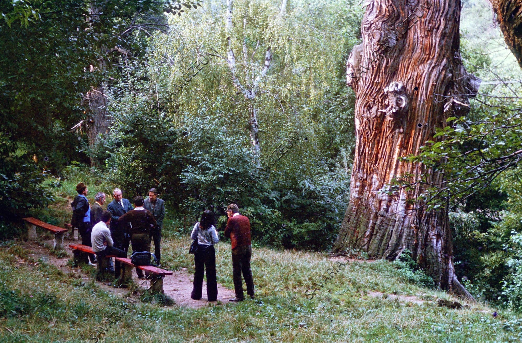 Király-völgyi gesztenyénél (Savaria Megyei Hatókörű Városi Múzeum, Szombathely CC BY-NC-SA)