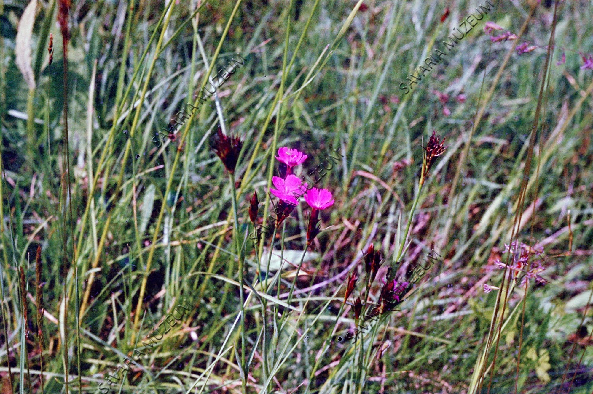 Dianthus pontederae (Savaria Megyei Hatókörű Városi Múzeum, Szombathely CC BY-NC-SA)