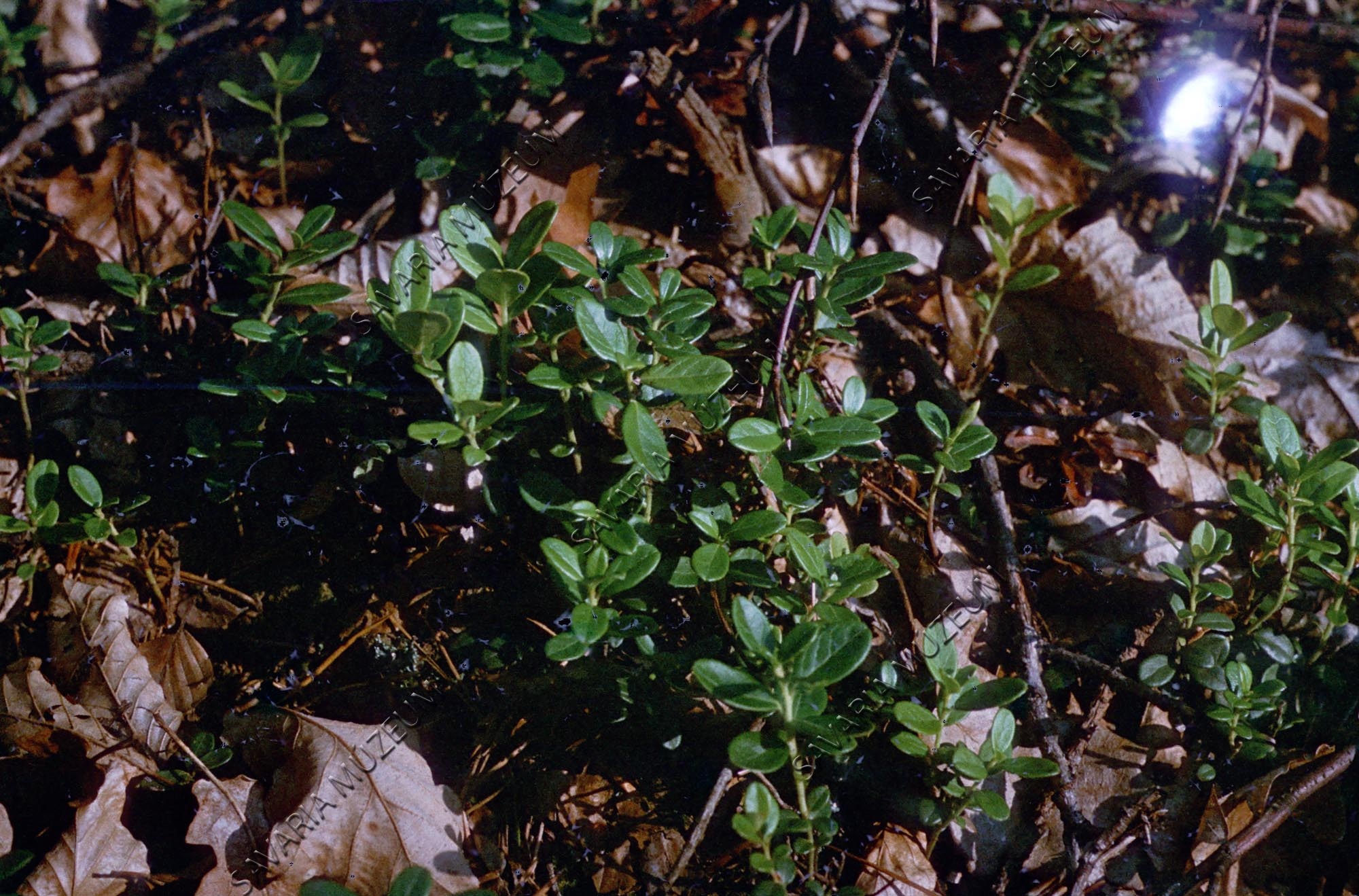 Vaccinium vitis idaea (Savaria Megyei Hatókörű Városi Múzeum, Szombathely CC BY-NC-SA)