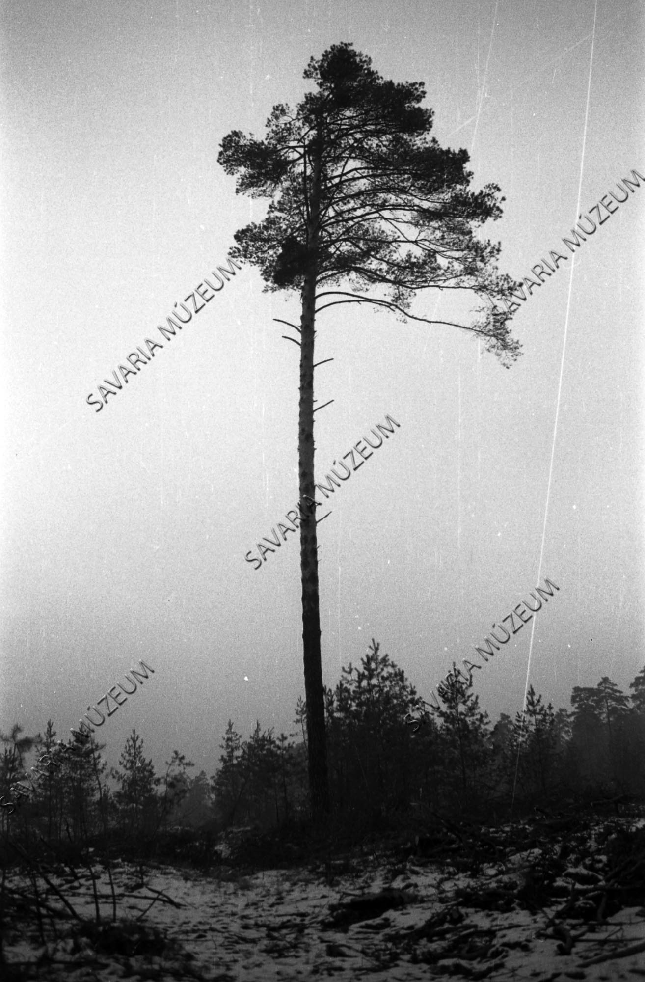 Rügymutáció Pinus silvestrisen (Savaria Megyei Hatókörű Városi Múzeum, Szombathely CC BY-NC-SA)