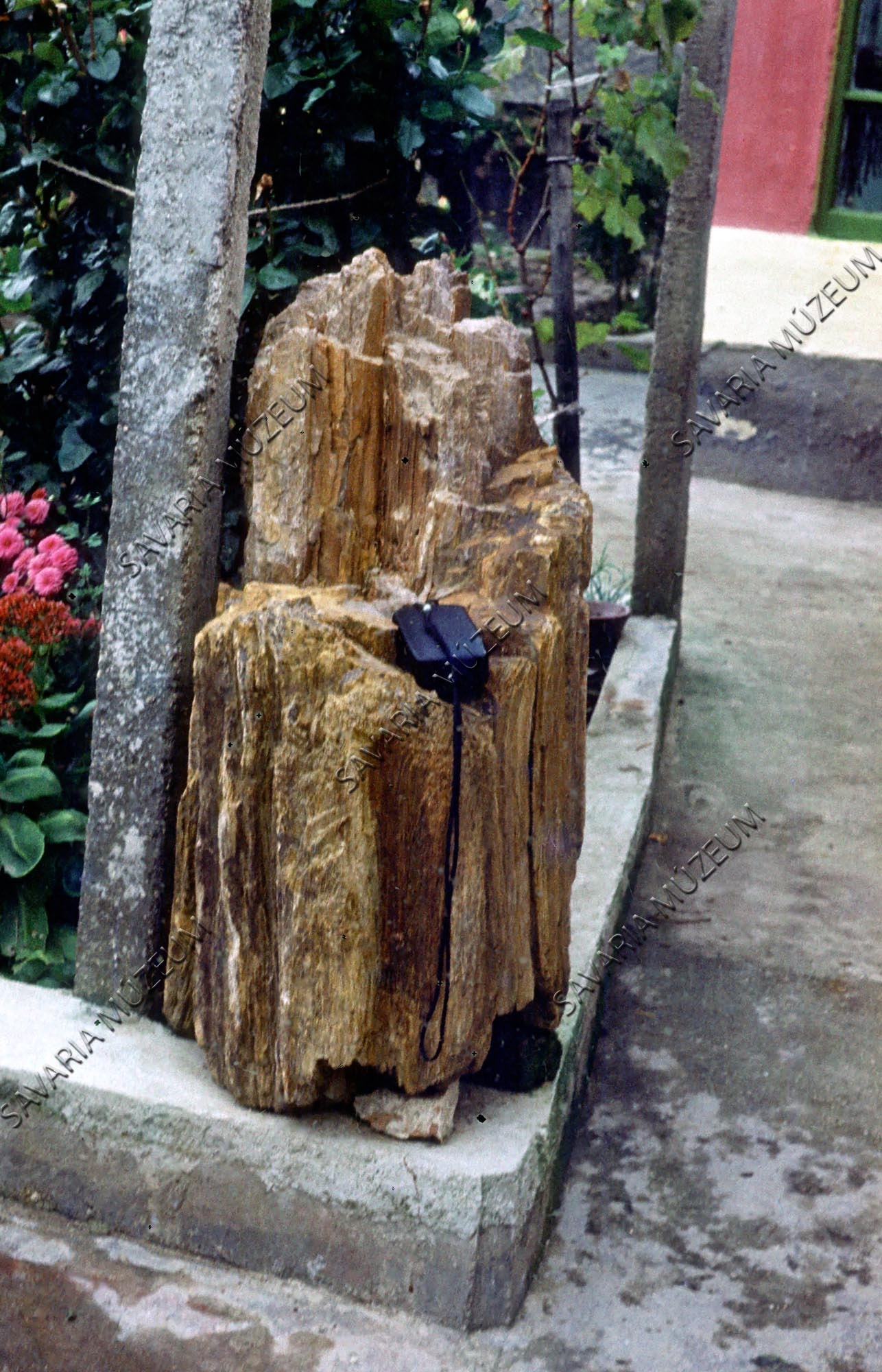 Kovásodott fatörzs (Savaria Megyei Hatókörű Városi Múzeum, Szombathely CC BY-NC-SA)