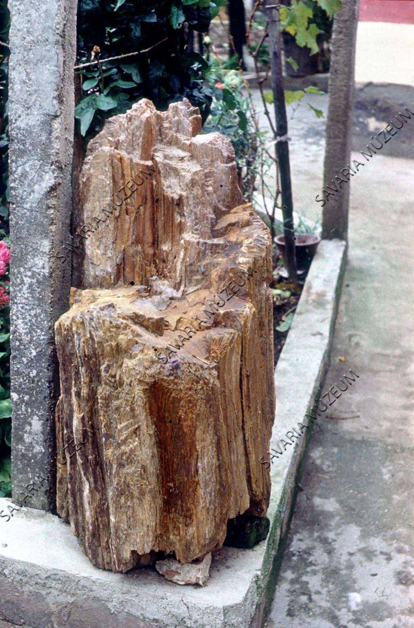 Kovásodott fatörzs (Savaria Megyei Hatókörű Városi Múzeum, Szombathely CC BY-NC-SA)