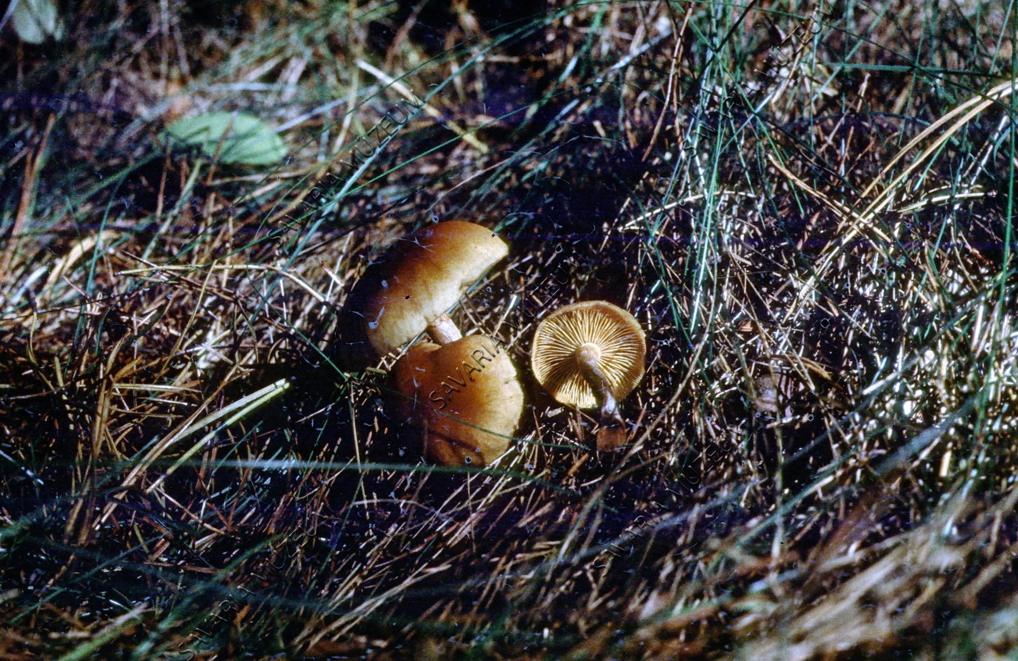 Gombák (Savaria Megyei Hatókörű Városi Múzeum, Szombathely CC BY-NC-SA)