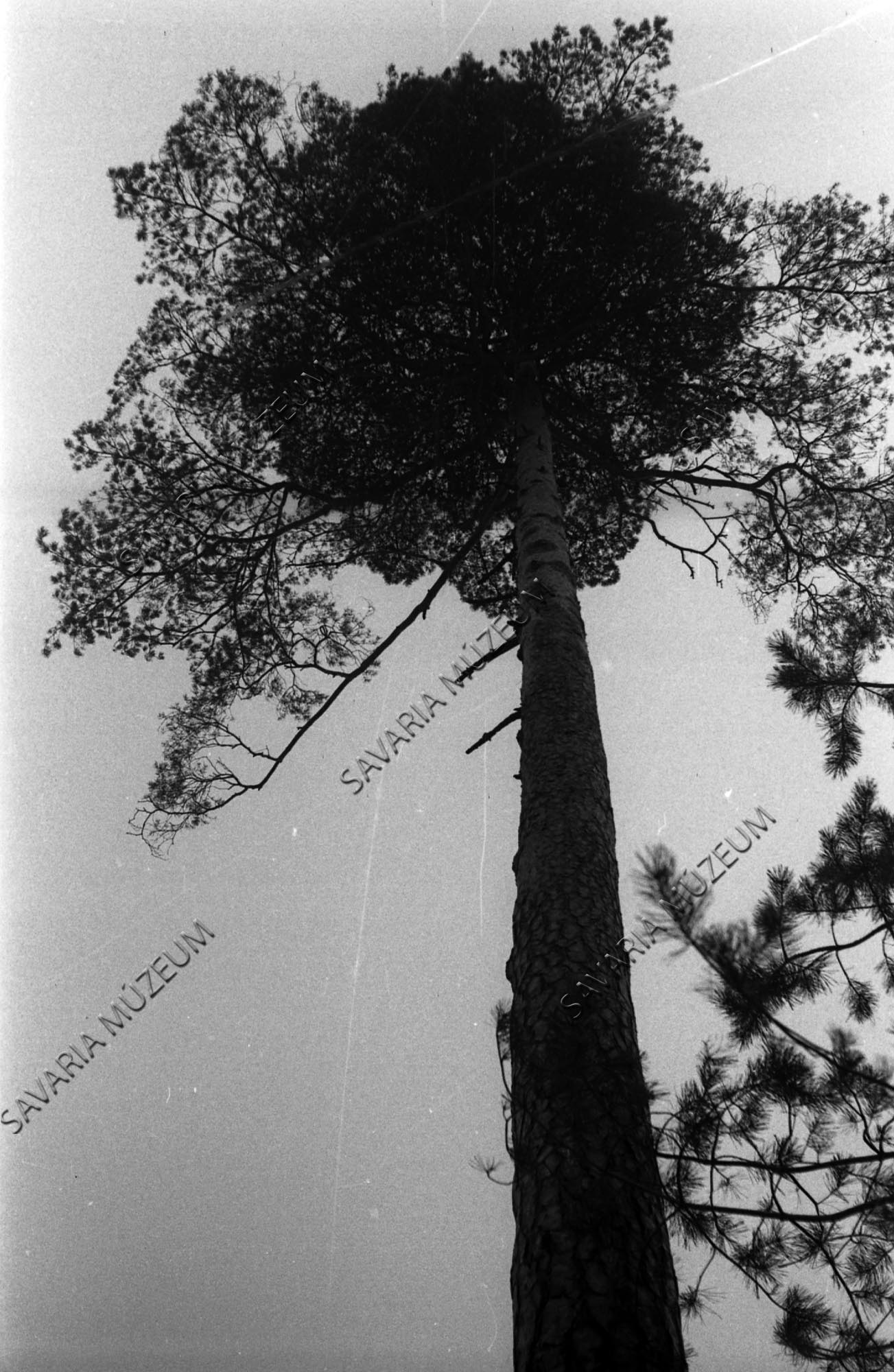 Rügymutáció Pinus silvestrisen (Savaria Megyei Hatókörű Városi Múzeum, Szombathely CC BY-NC-SA)