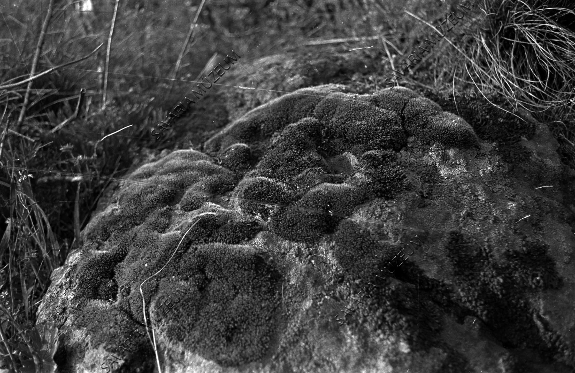 Zuzmótelep a sziklán (Savaria Megyei Hatókörű Városi Múzeum, Szombathely CC BY-NC-SA)