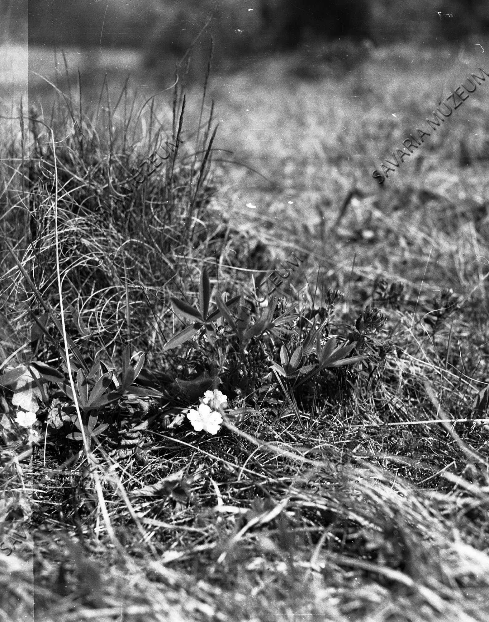 Daphne cneorum és Potentilla alba (Savaria Megyei Hatókörű Városi Múzeum, Szombathely CC BY-NC-SA)