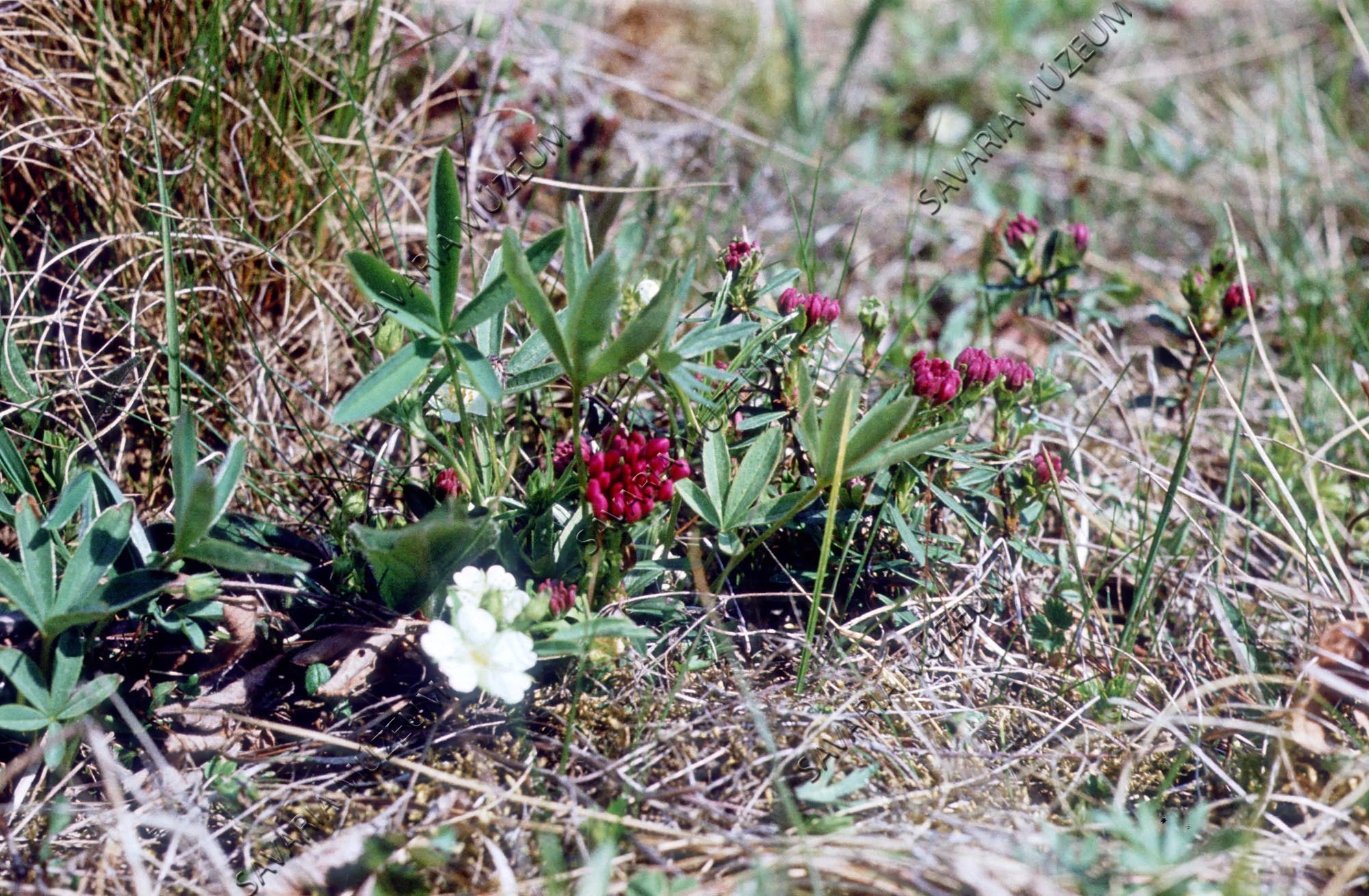 Potentilla alba, Daphne cneorum (Savaria Megyei Hatókörű Városi Múzeum, Szombathely CC BY-NC-SA)