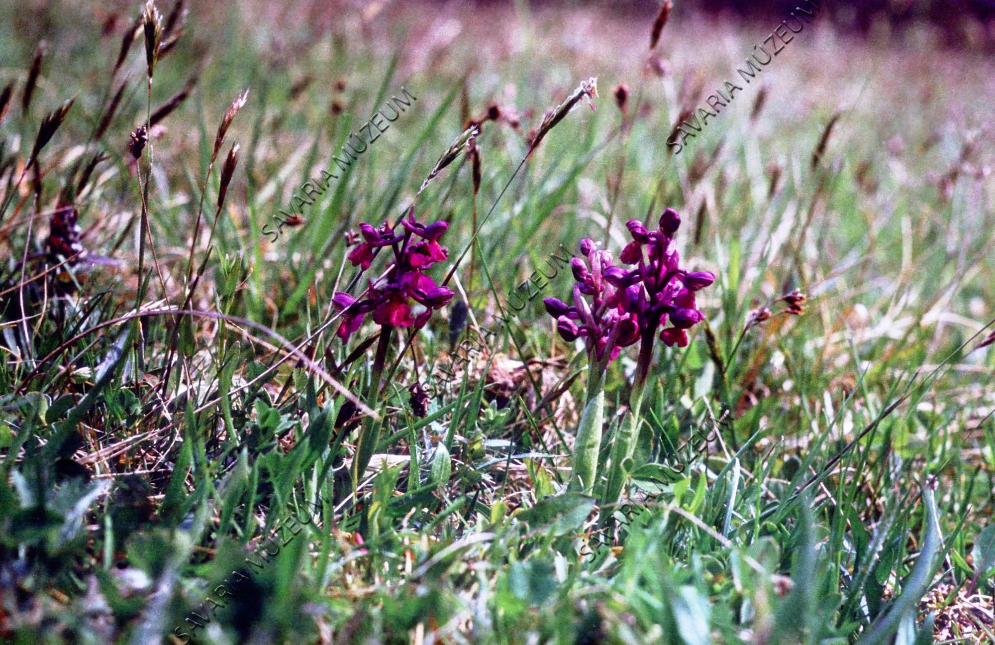 Orchis morio (Savaria Megyei Hatókörű Városi Múzeum, Szombathely CC BY-NC-SA)
