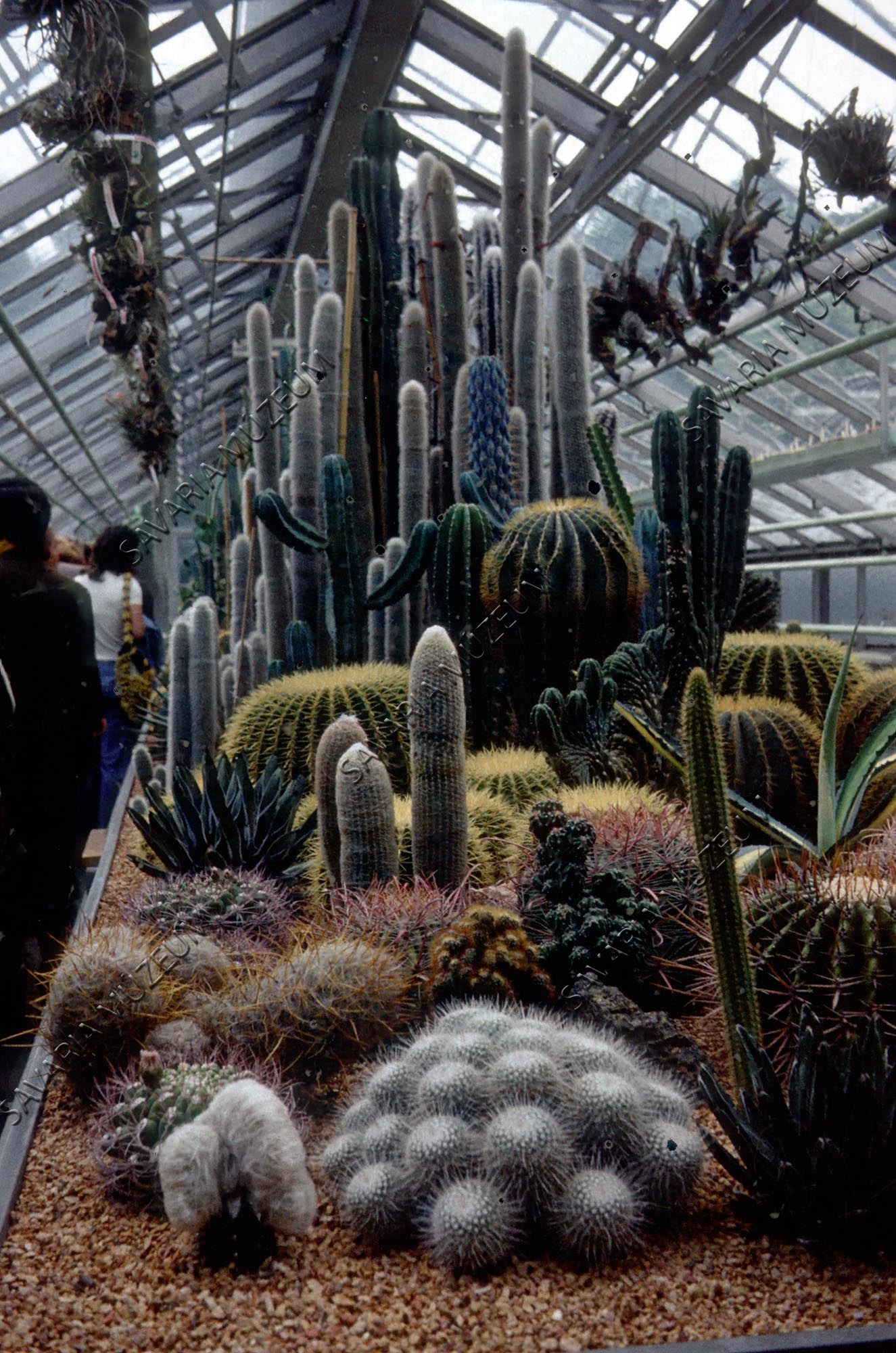 Kaktuszok az üvegházban (Savaria Megyei Hatókörű Városi Múzeum, Szombathely CC BY-NC-SA)