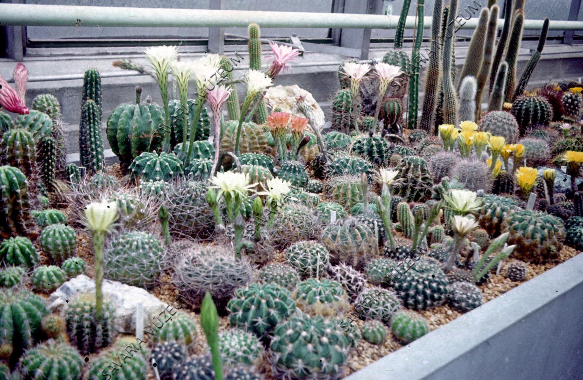 Virágzó kaktuszok (Savaria Megyei Hatókörű Városi Múzeum, Szombathely CC BY-NC-SA)