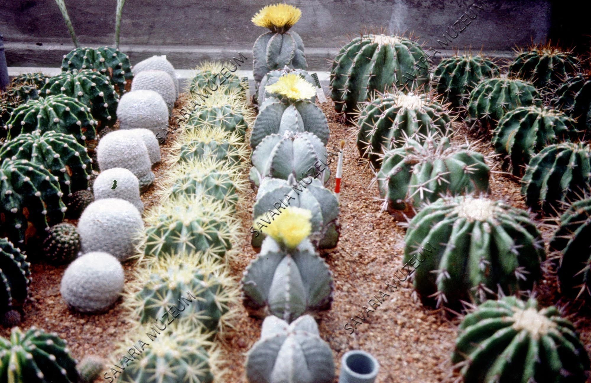 Kaktusz-csoport (Savaria Megyei Hatókörű Városi Múzeum, Szombathely CC BY-NC-SA)