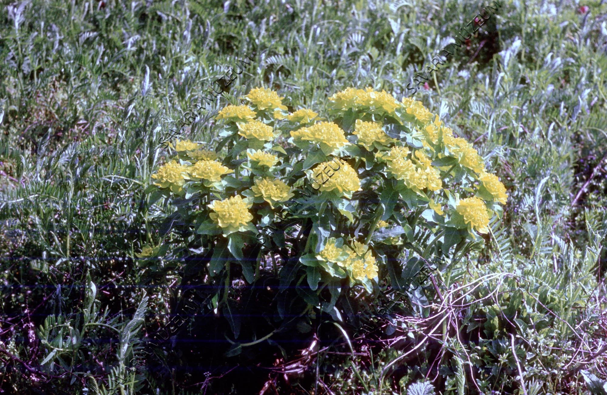 Euphorbia polychroma (Savaria Megyei Hatókörű Városi Múzeum, Szombathely CC BY-NC-SA)