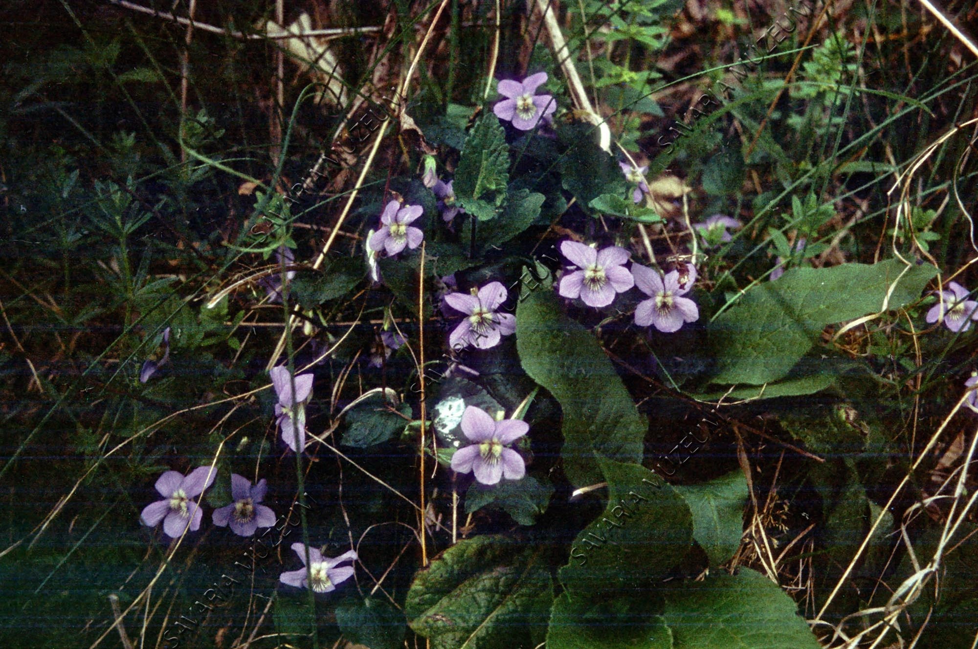 Viola sylvestris (Savaria Megyei Hatókörű Városi Múzeum, Szombathely CC BY-NC-SA)