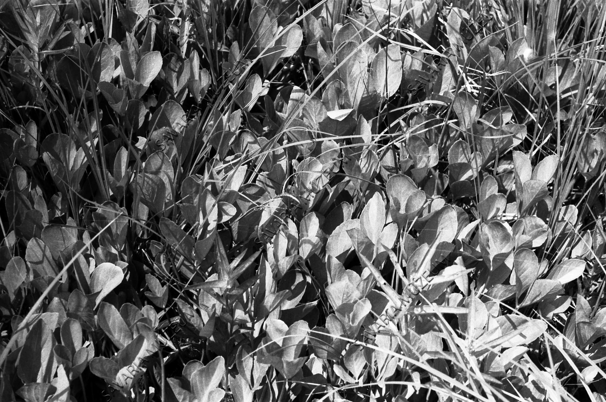 Menyanthes állomány (Savaria Megyei Hatókörű Városi Múzeum, Szombathely CC BY-NC-SA)