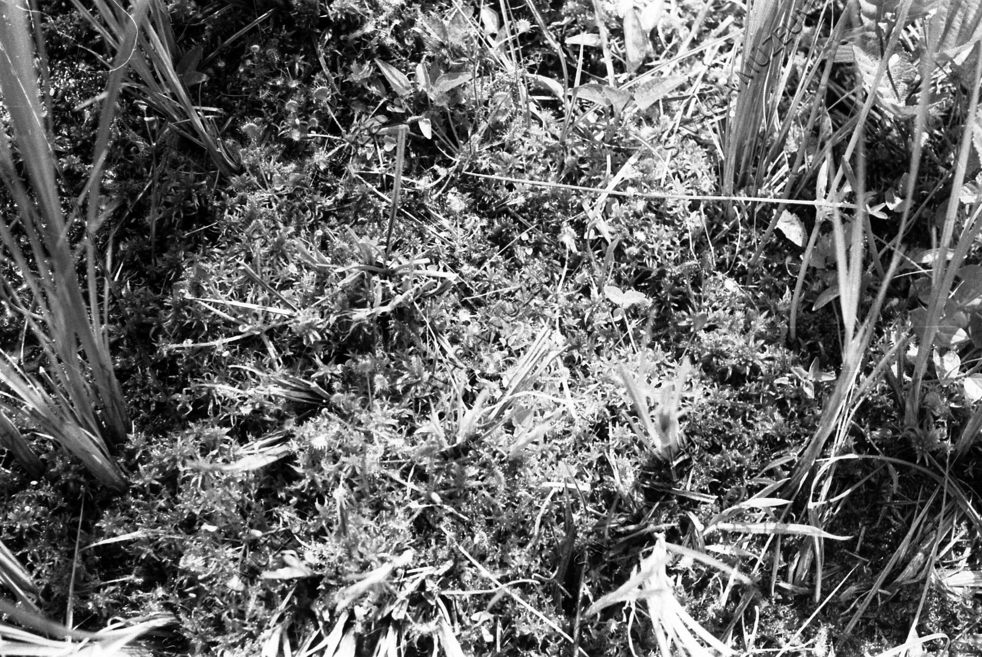 Drosera rotundifolia (Savaria Megyei Hatókörű Városi Múzeum, Szombathely CC BY-NC-SA)