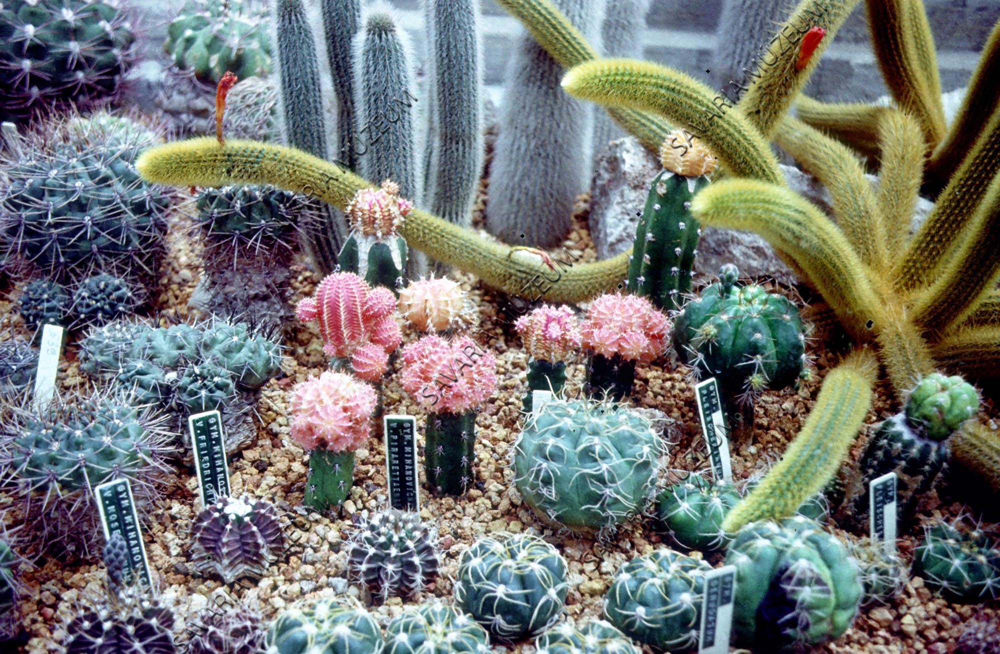 Kaktusz oltványok (Savaria Megyei Hatókörű Városi Múzeum, Szombathely CC BY-NC-SA)