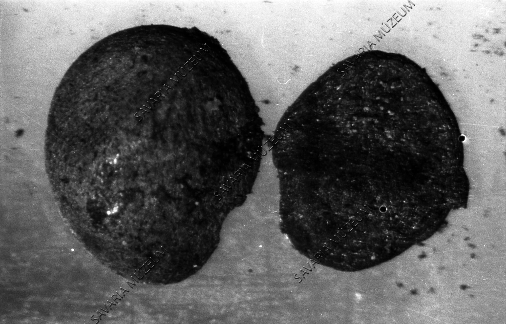 Menyanthes magok Oladról (Savaria Megyei Hatókörű Városi Múzeum, Szombathely CC BY-NC-SA)