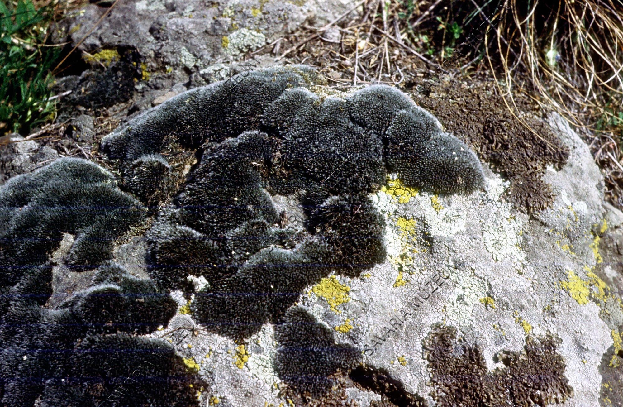 Moha- és zuzmótelep a sziklán (Savaria Megyei Hatókörű Városi Múzeum, Szombathely CC BY-NC-SA)