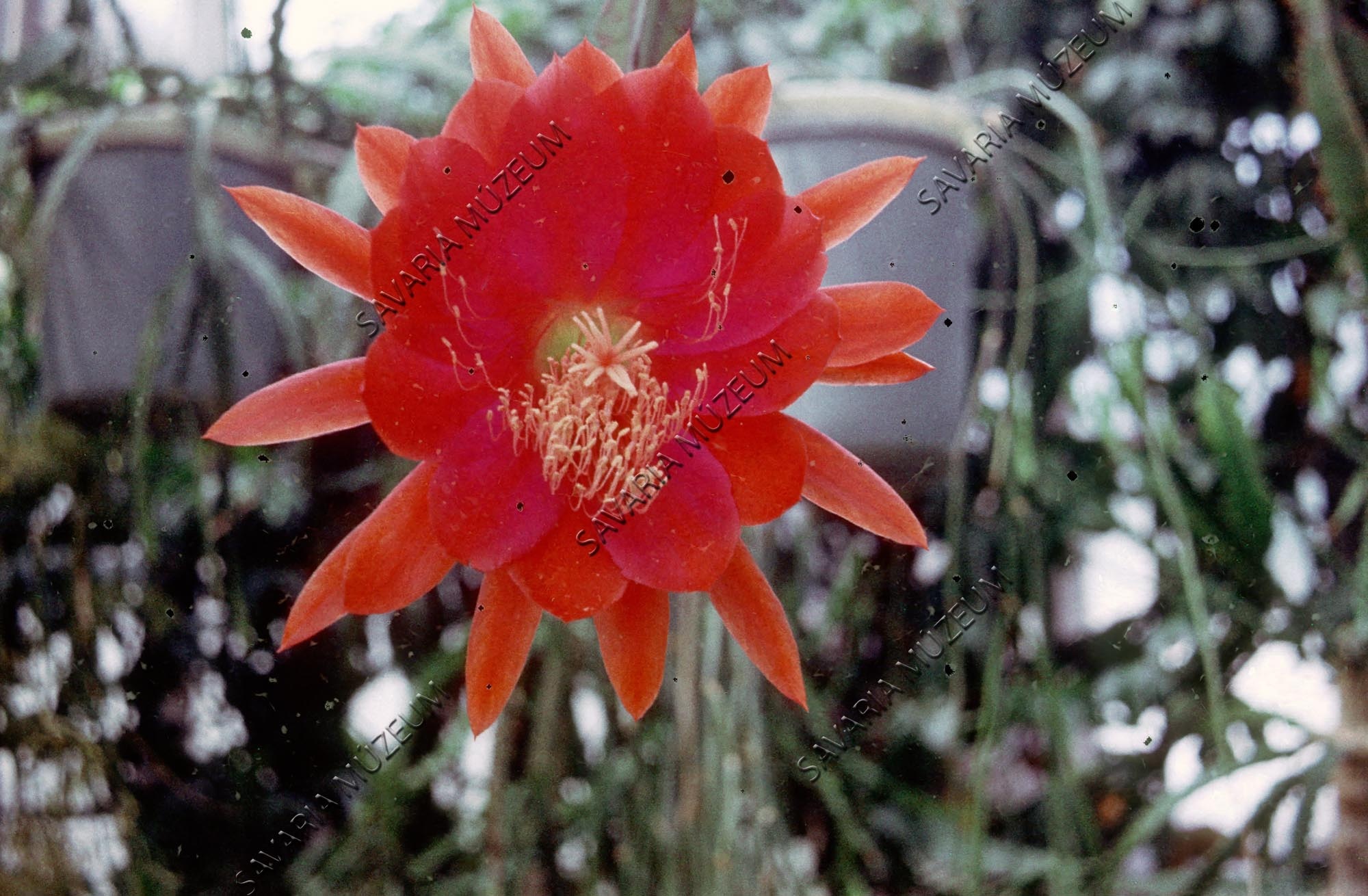 Virág közelről (Savaria Megyei Hatókörű Városi Múzeum, Szombathely CC BY-NC-SA)