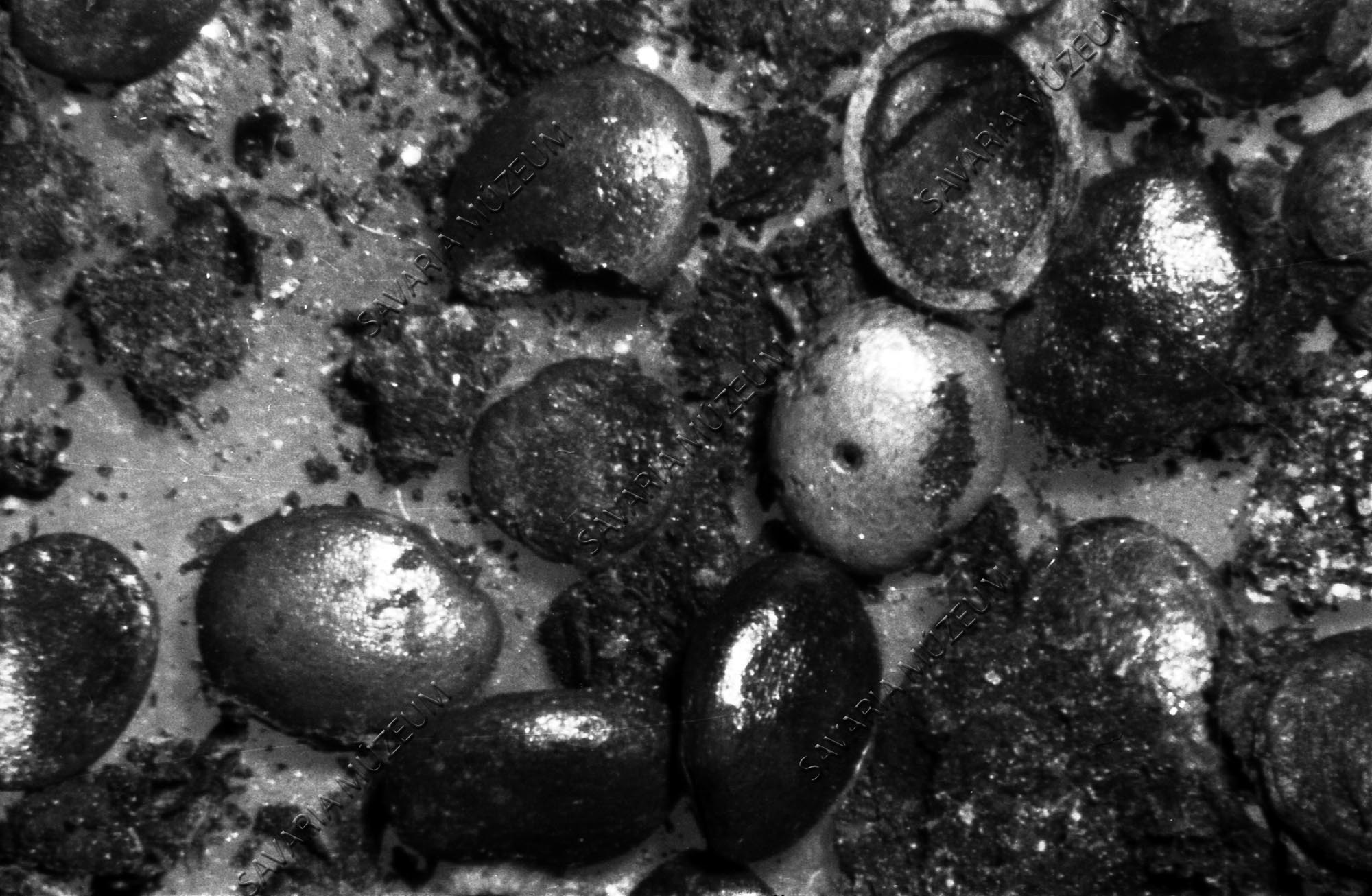 Menyanthes magok az oladi tőzegben (Savaria Megyei Hatókörű Városi Múzeum, Szombathely CC BY-NC-SA)