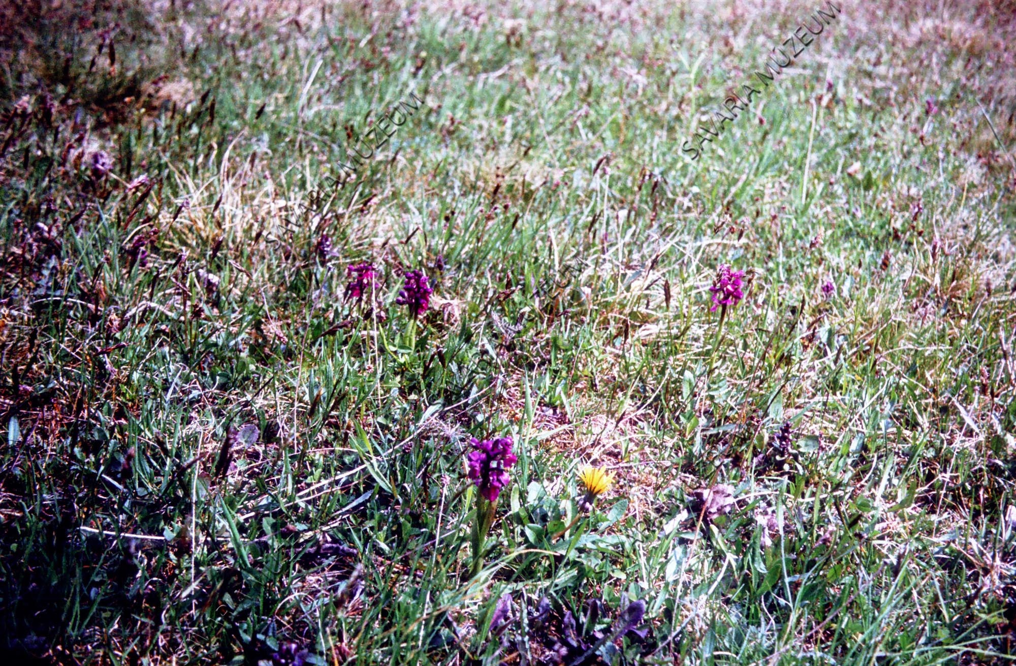 Rét széle Orchisokkal (Savaria Megyei Hatókörű Városi Múzeum, Szombathely CC BY-NC-SA)
