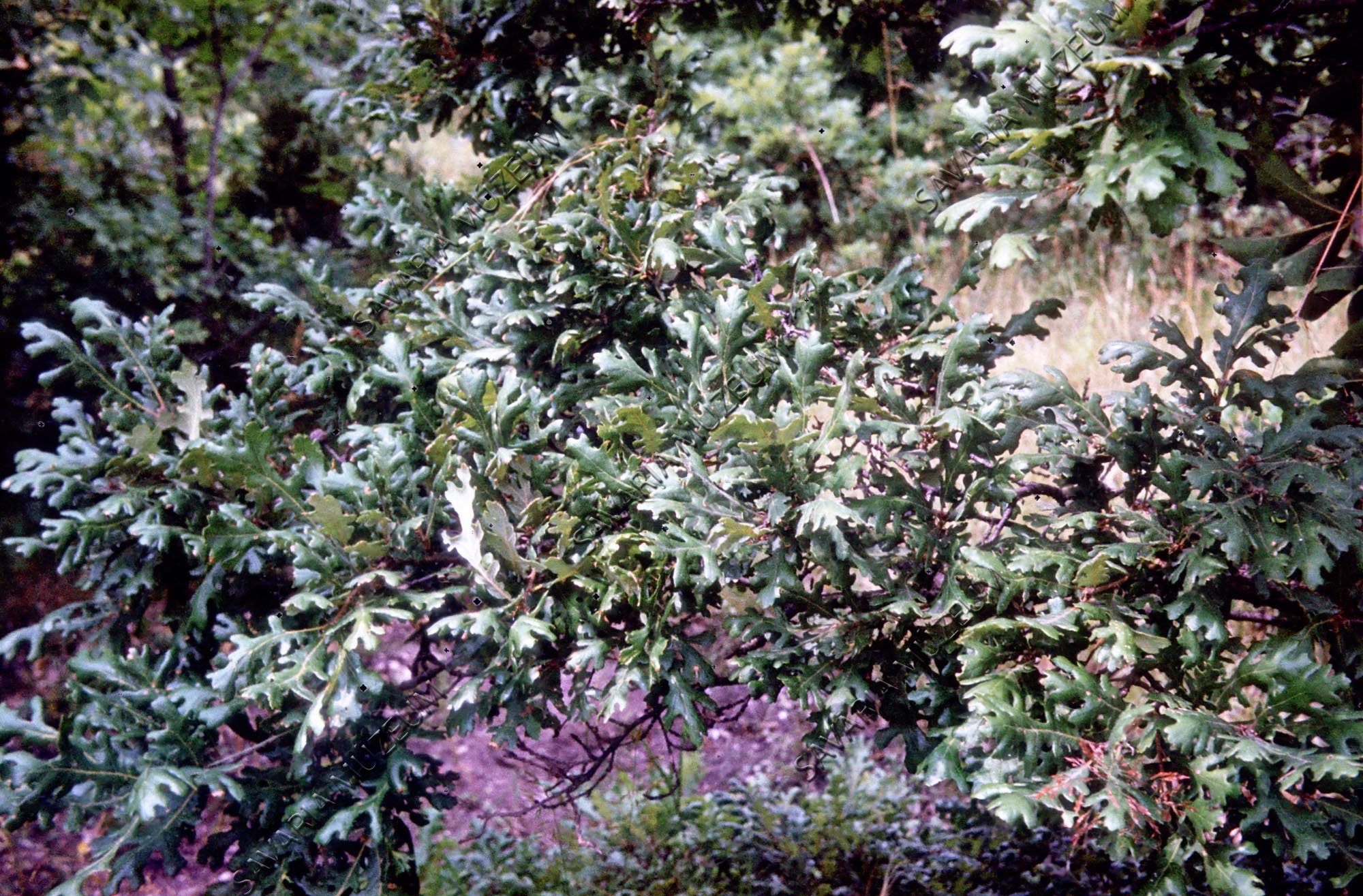 Quercus pubescens lombja (Savaria Megyei Hatókörű Városi Múzeum, Szombathely CC BY-NC-SA)