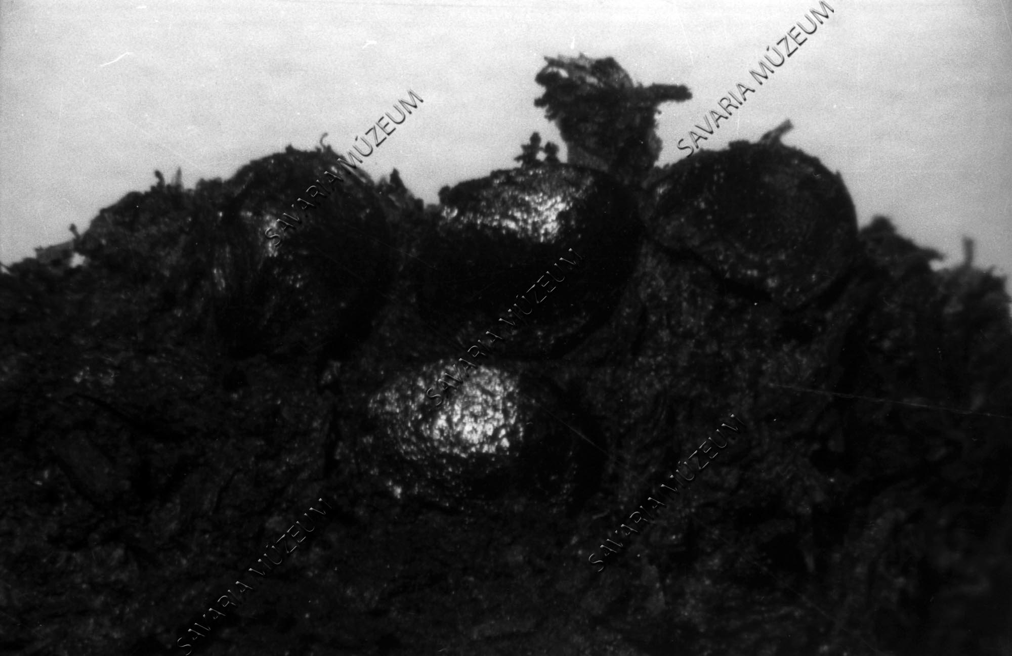 Menyanthes magok a tőzegben (Savaria Megyei Hatókörű Városi Múzeum, Szombathely CC BY-NC-SA)
