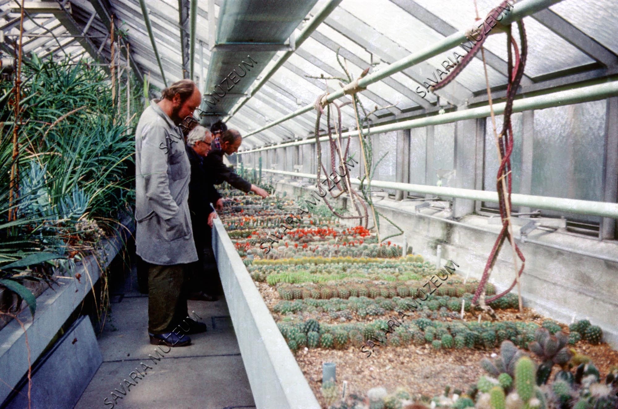 Kaktuszos üvegház (Savaria Megyei Hatókörű Városi Múzeum, Szombathely CC BY-NC-SA)