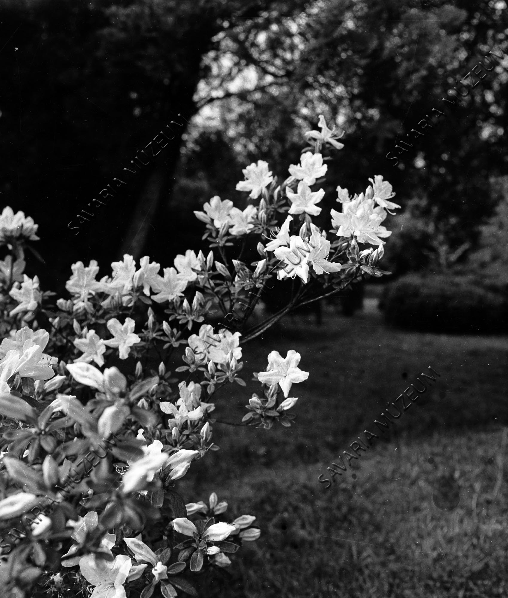 Rhododendron mucronatum (Savaria Megyei Hatókörű Városi Múzeum, Szombathely CC BY-NC-SA)