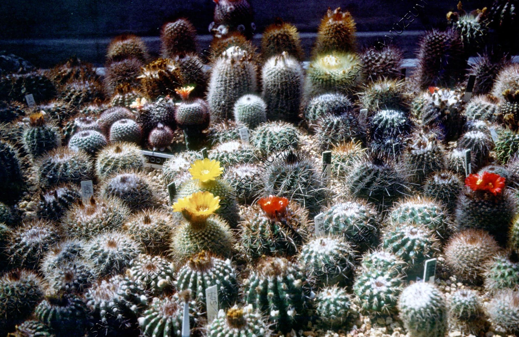 Kaktusz-csoport (Savaria Megyei Hatókörű Városi Múzeum, Szombathely CC BY-NC-SA)