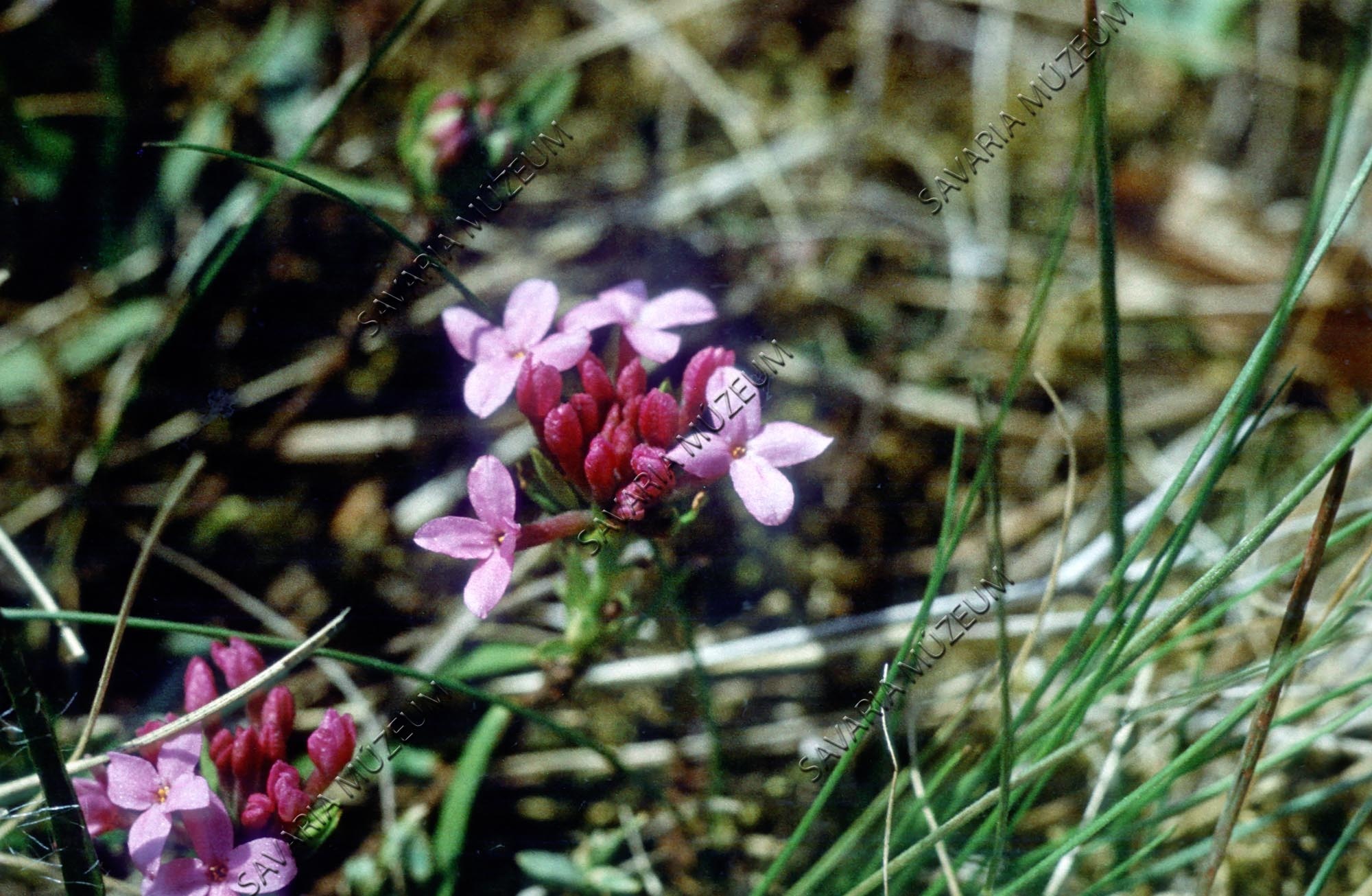 Daphne cneorum (Savaria Megyei Hatókörű Városi Múzeum, Szombathely CC BY-NC-SA)
