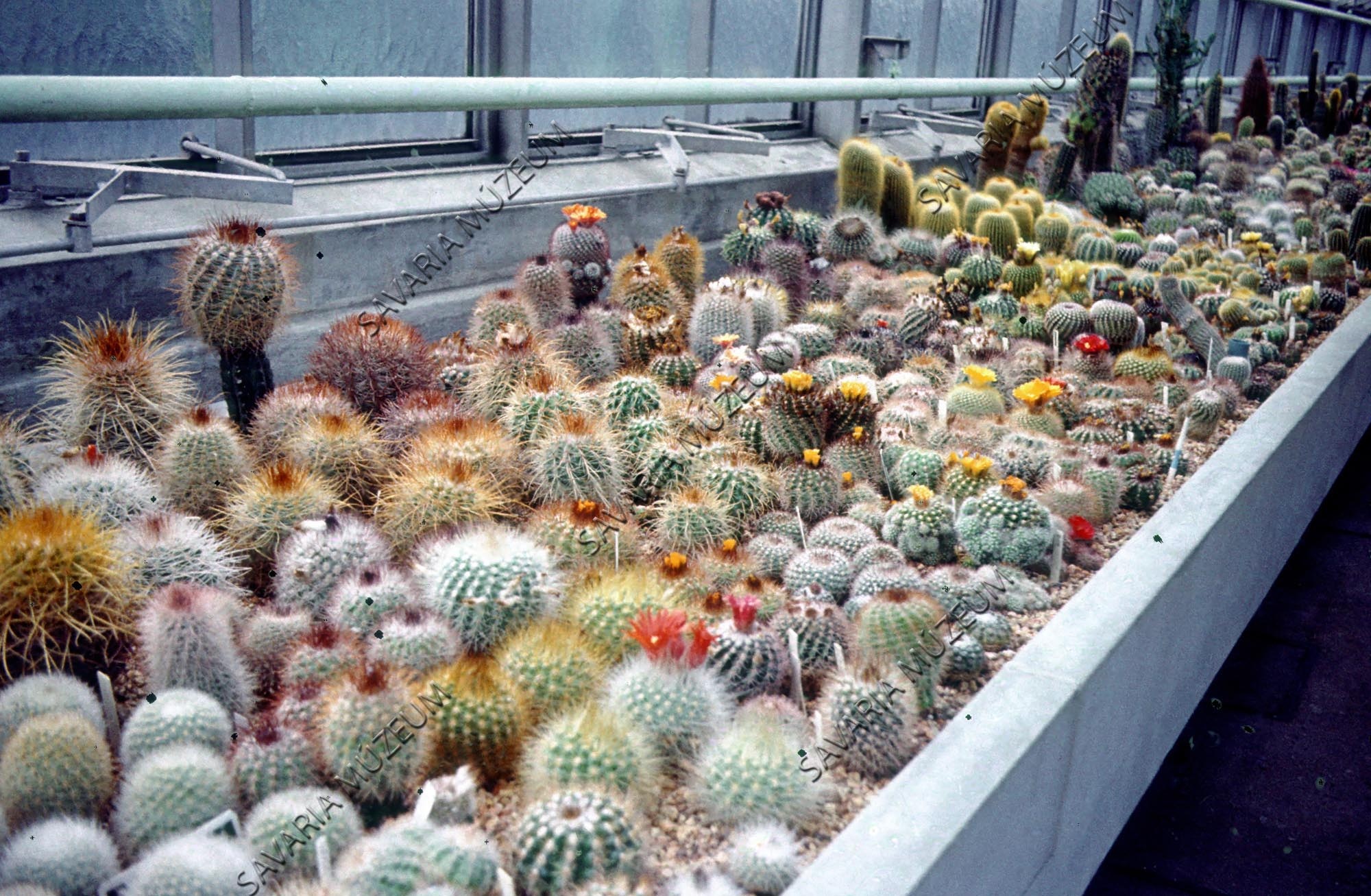 Kaktuszok az üvegházban (Savaria Megyei Hatókörű Városi Múzeum, Szombathely CC BY-NC-SA)