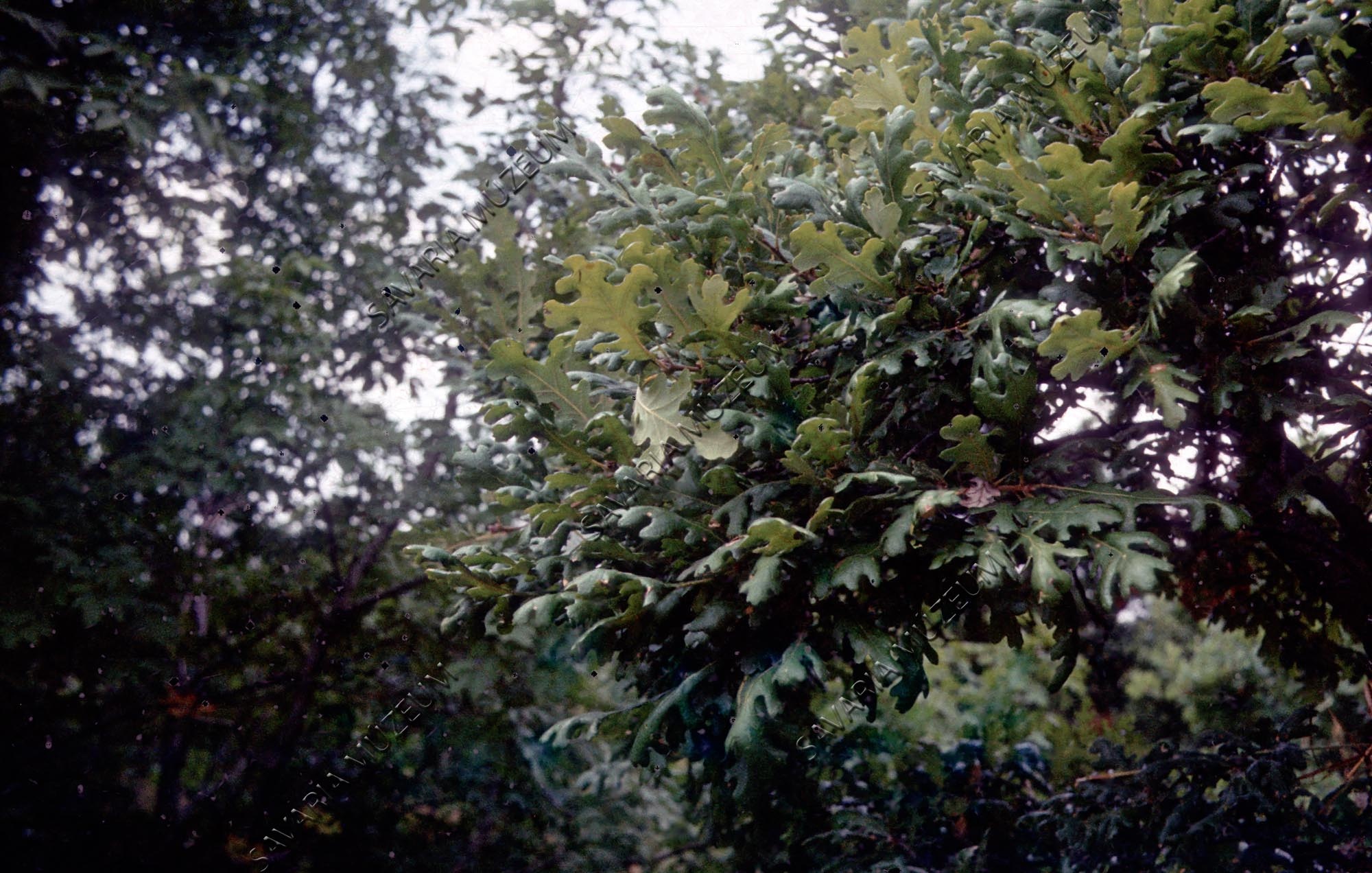 Szép Quercus levéltípusok (Savaria Megyei Hatókörű Városi Múzeum, Szombathely CC BY-NC-SA)