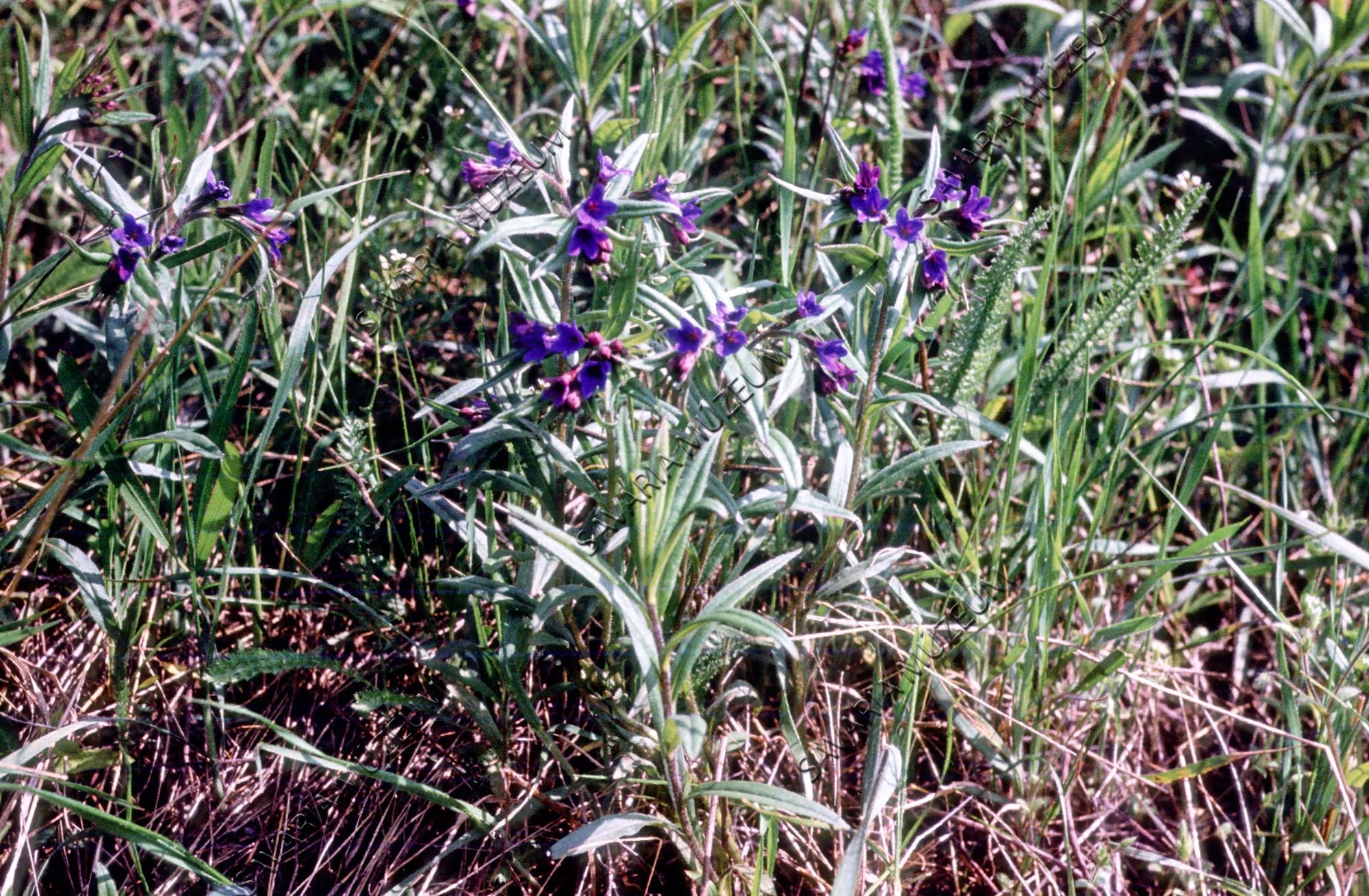 Pulmonaria mollissima (Savaria Megyei Hatókörű Városi Múzeum, Szombathely CC BY-NC-SA)
