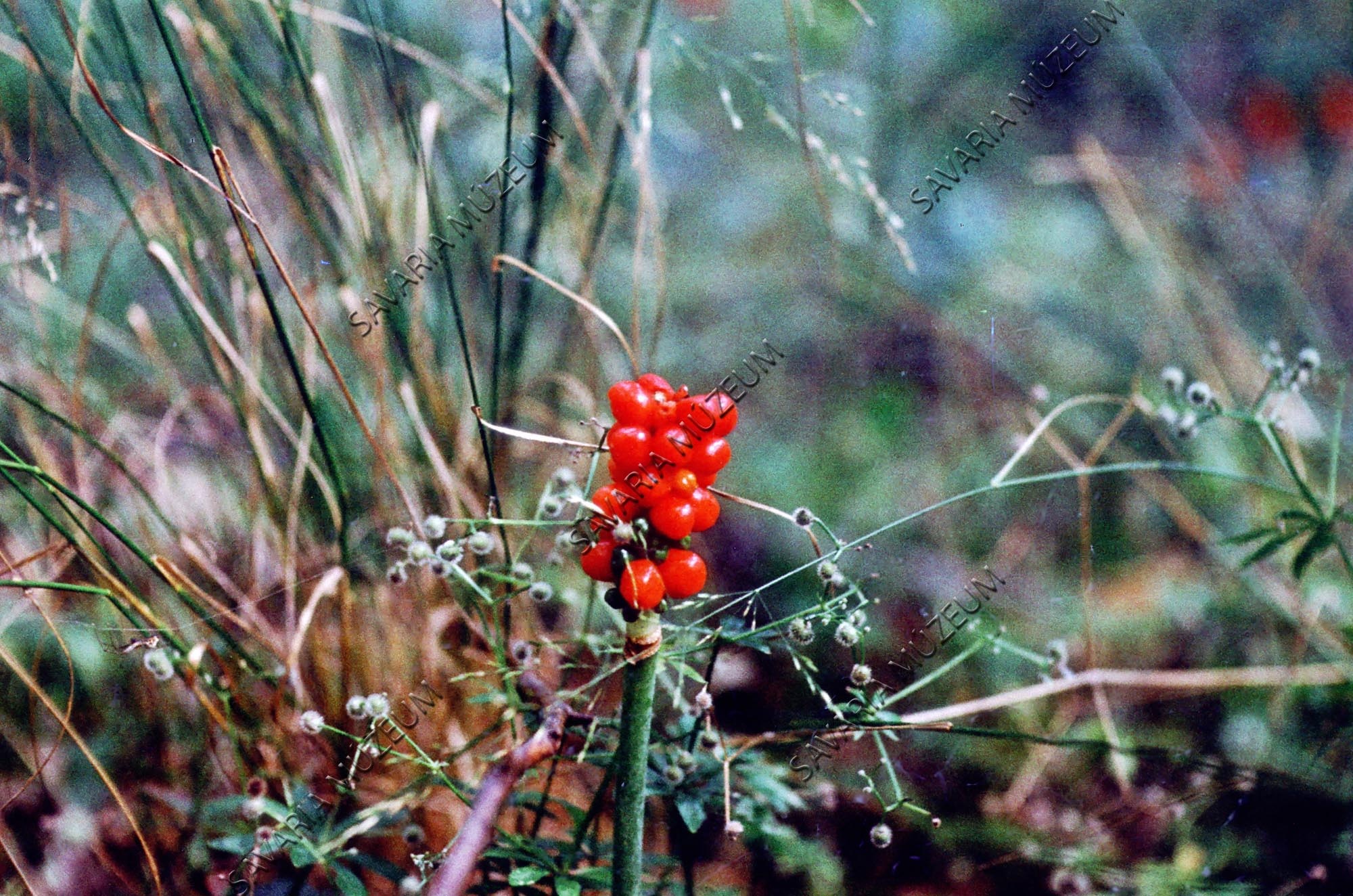Arum maculatum termés (Savaria Megyei Hatókörű Városi Múzeum, Szombathely CC BY-NC-SA)
