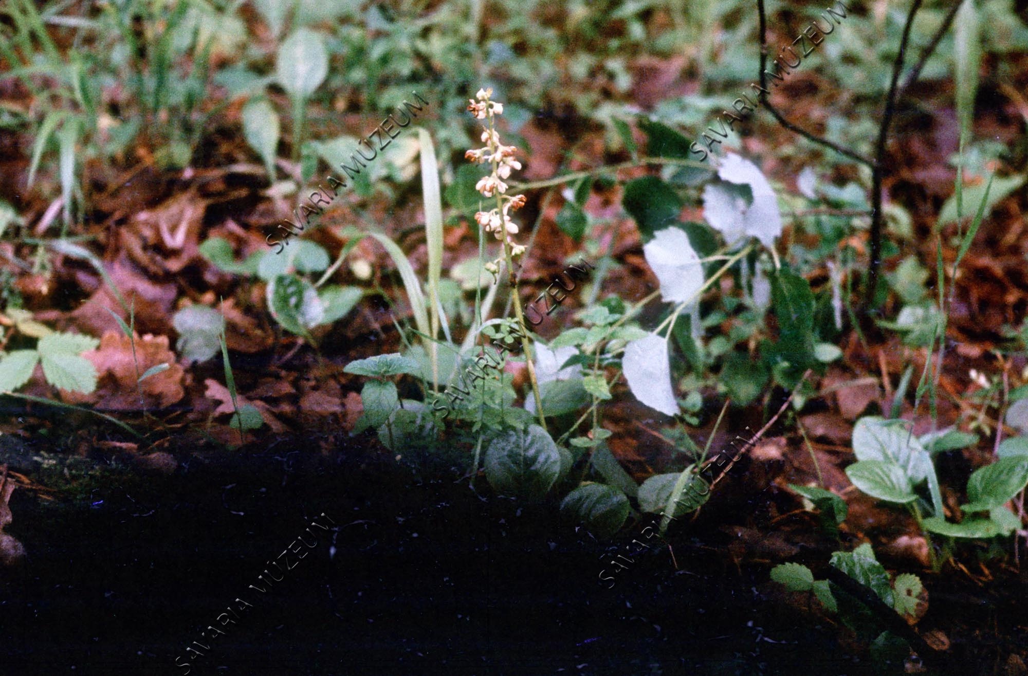 Pyrola rotundifolia (Savaria Megyei Hatókörű Városi Múzeum, Szombathely CC BY-NC-SA)