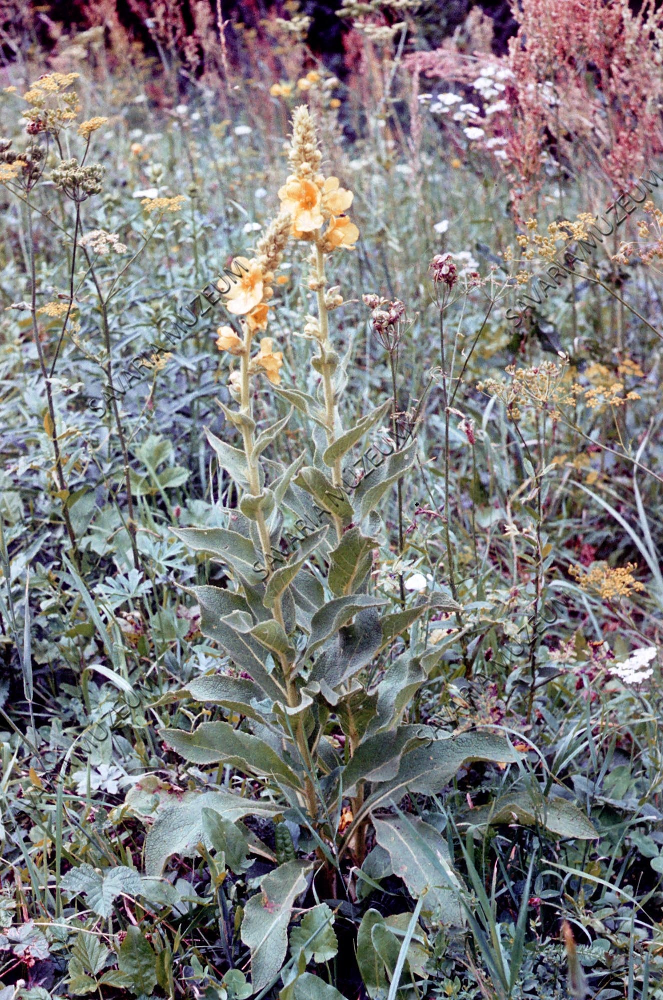 Verbascum thapsus (Savaria Megyei Hatókörű Városi Múzeum, Szombathely CC BY-NC-SA)