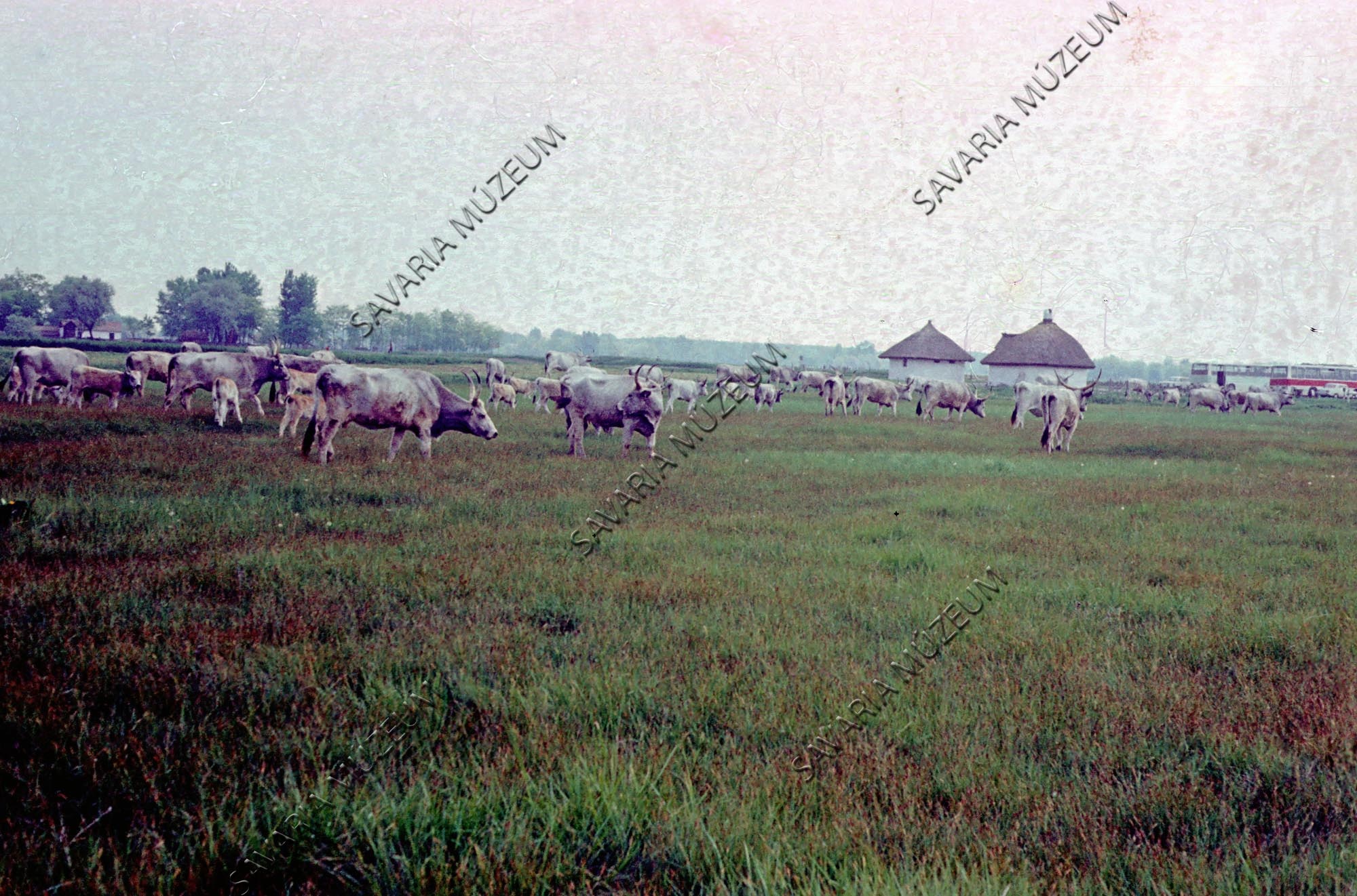 Magyar szürke gulya (Savaria Megyei Hatókörű Városi Múzeum, Szombathely CC BY-NC-SA)