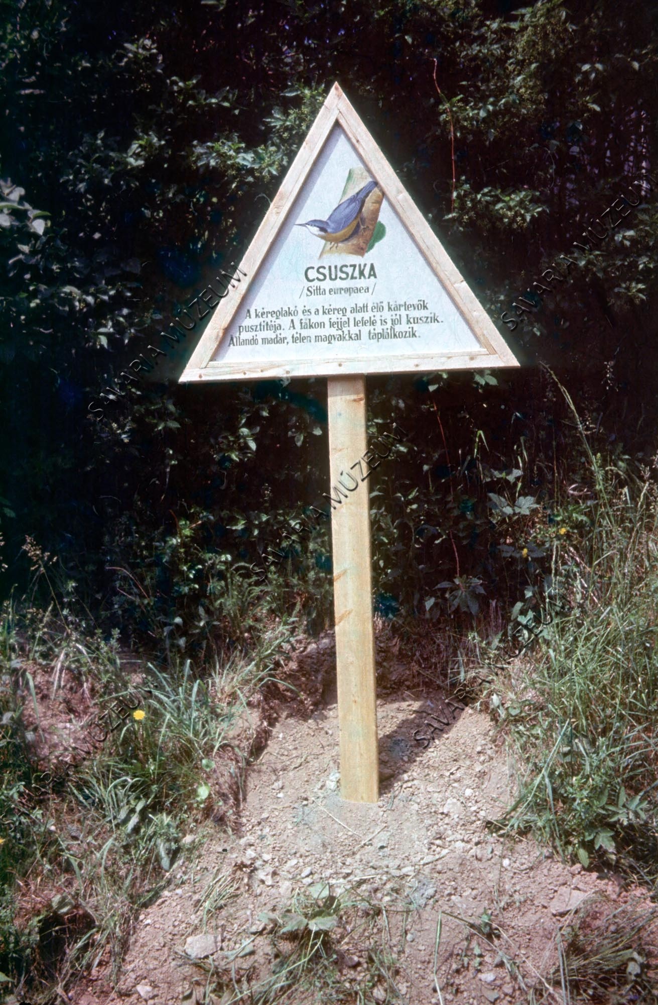 Madárismereti ösvény egyik táblája (Savaria Megyei Hatókörű Városi Múzeum, Szombathely CC BY-NC-SA)