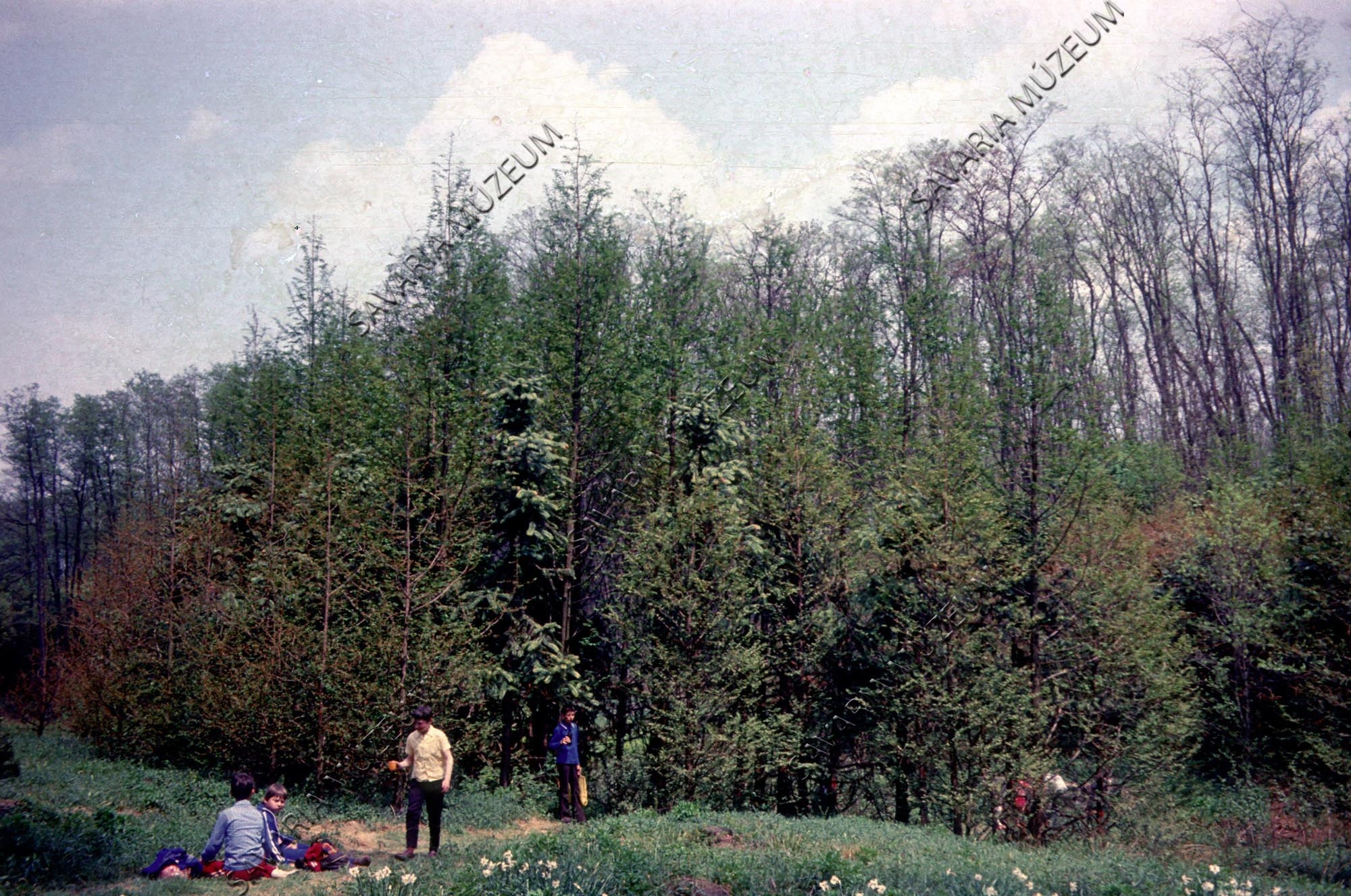 Metasequoia glyptostroboides és Cunninghamia állomány (Savaria Megyei Hatókörű Városi Múzeum, Szombathely CC BY-NC-SA)
