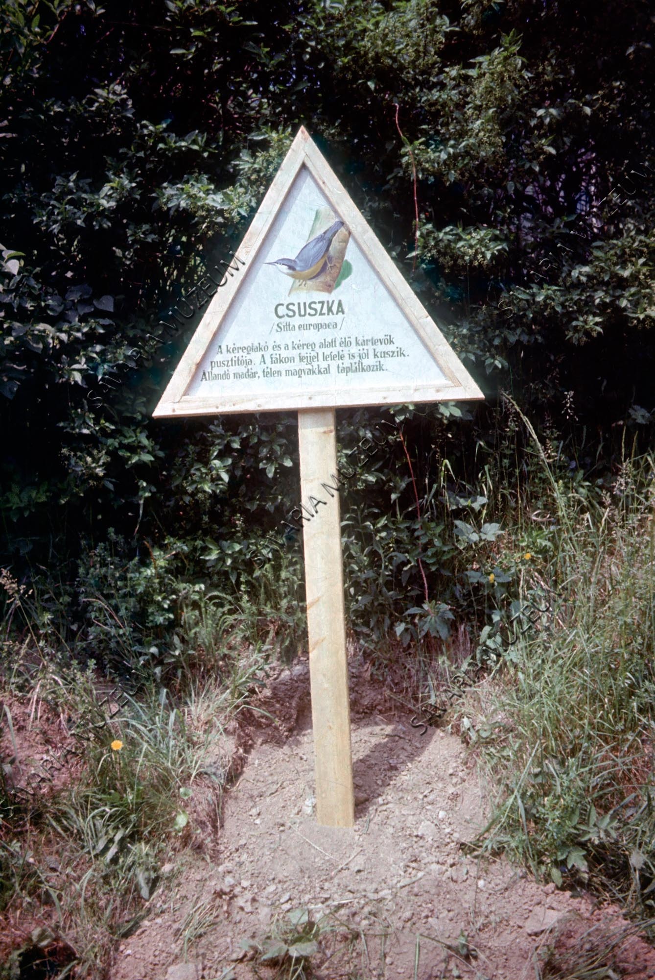Madárismereti ösvény egyik táblája (Savaria Megyei Hatókörű Városi Múzeum, Szombathely CC BY-NC-SA)