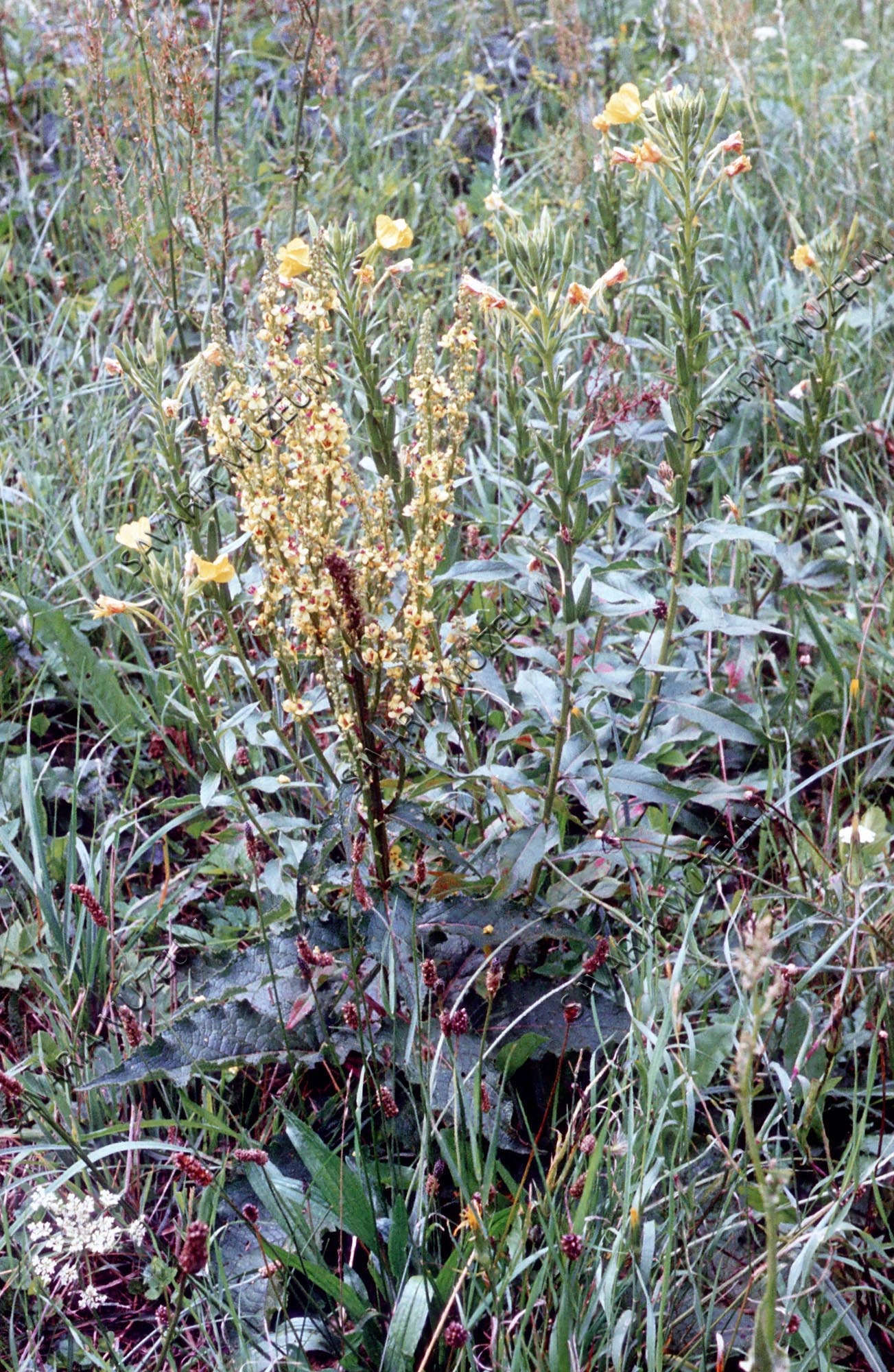 Verbascum austriacum (Savaria Megyei Hatókörű Városi Múzeum, Szombathely CC BY-NC-SA)
