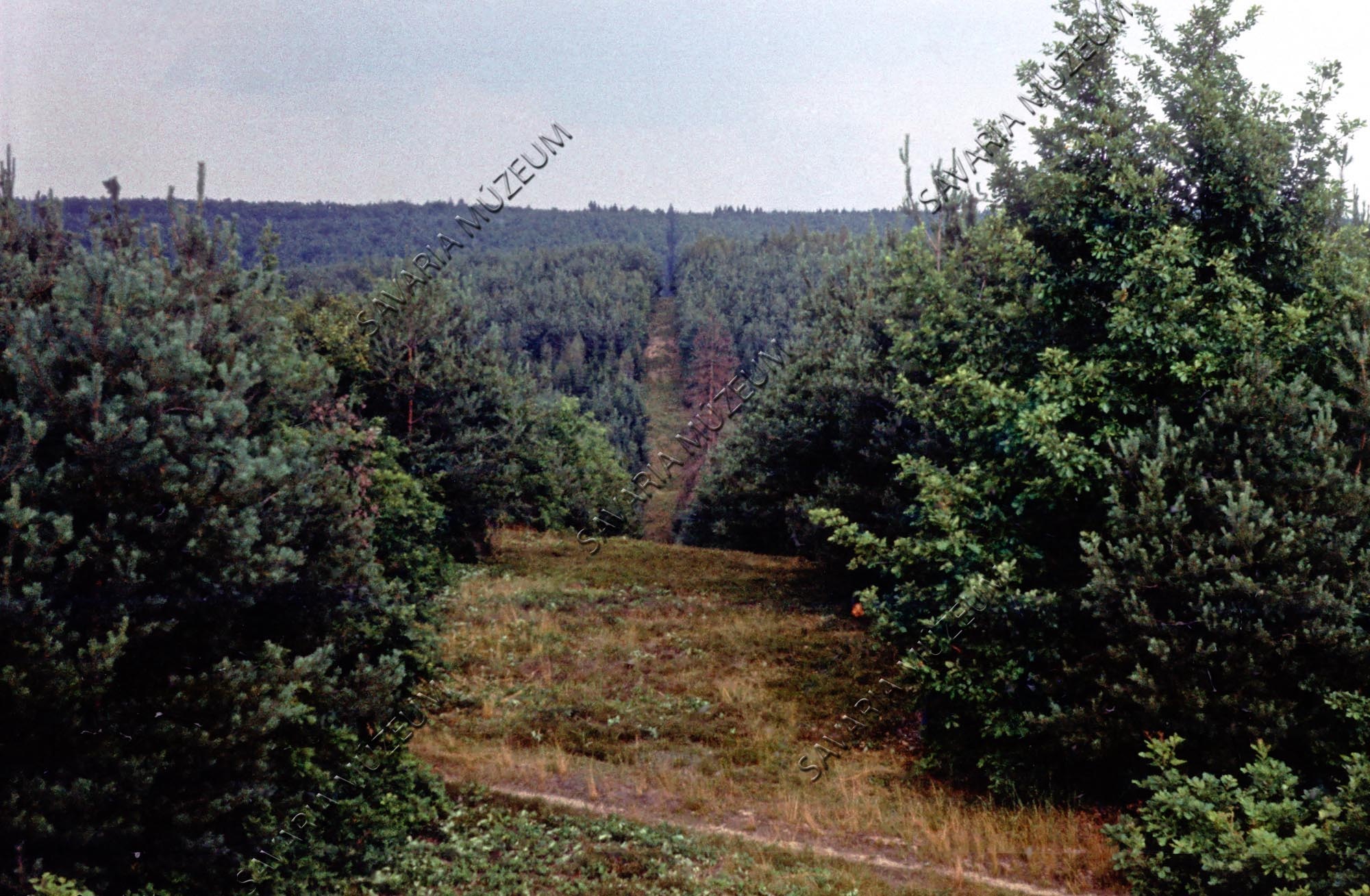 Kilátás a lesről (Savaria Megyei Hatókörű Városi Múzeum, Szombathely CC BY-NC-SA)